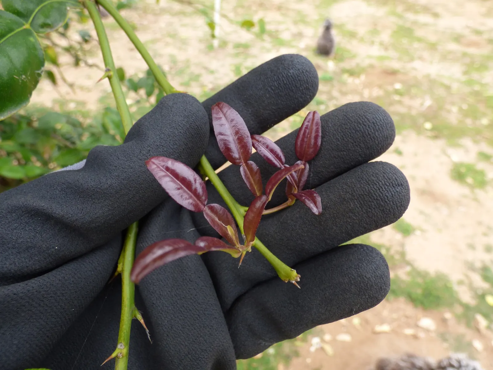 Kaffir Lime (Citrus Hystrix) — the optimal growing region in the United States is USDA hardiness zones 9 to 11; white flowers in the garden, image 56
