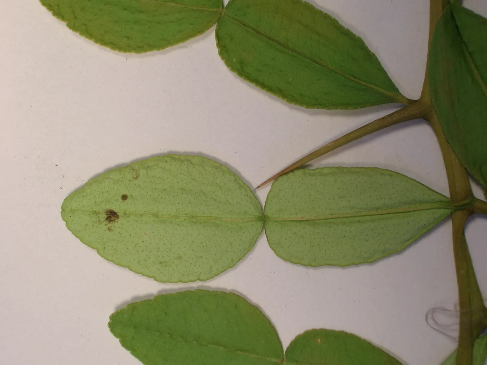 Kaffir Lime (Citrus Hystrix) — is a unique and aromatic member of the Rutaceae family; tree for full
