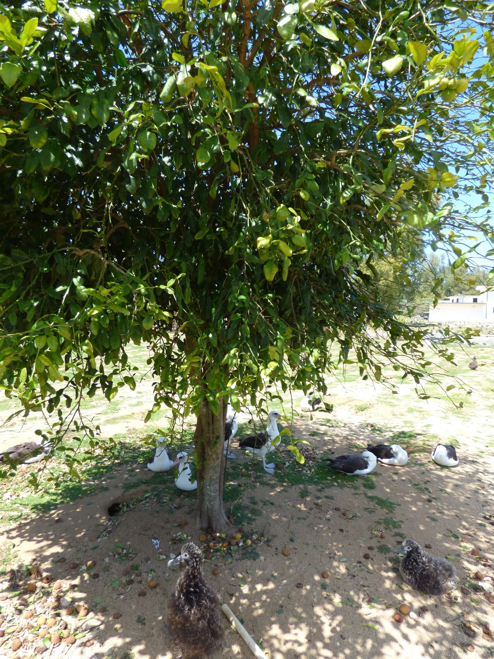 Kaffir Lime (Citrus Hystrix) — with a bifoliate pattern; each leaf has a petiole that connects to a thorn at the base