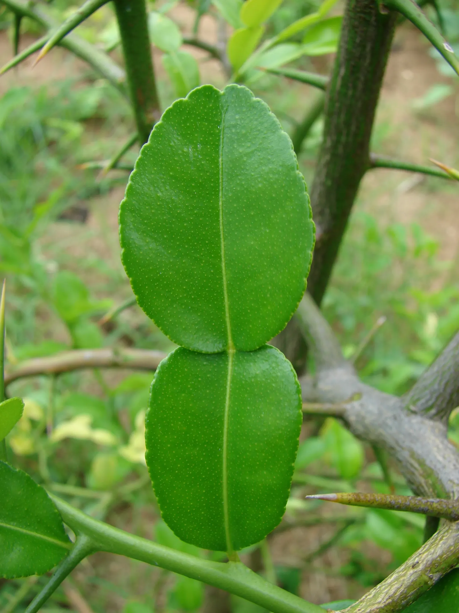 Kaffir Lime (Citrus Hystrix) — especially in Thai and Indonesian cuisine.<br><br>For a landscape design; consider using the Kaffir Lime as a specimen plant or
