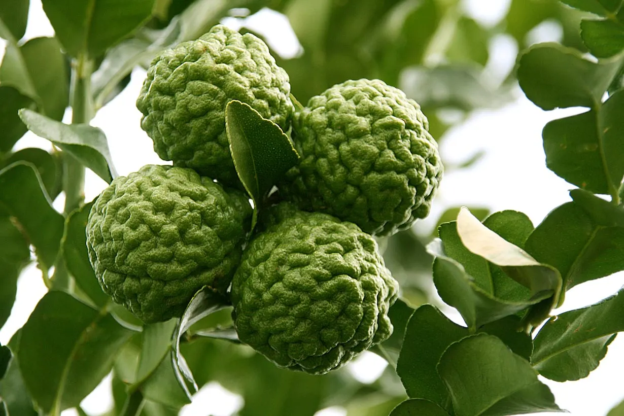 Kaffir Lime (Citrus Hystrix) — the optimal growing region in the United States is USDA hardiness zones 9 to 11