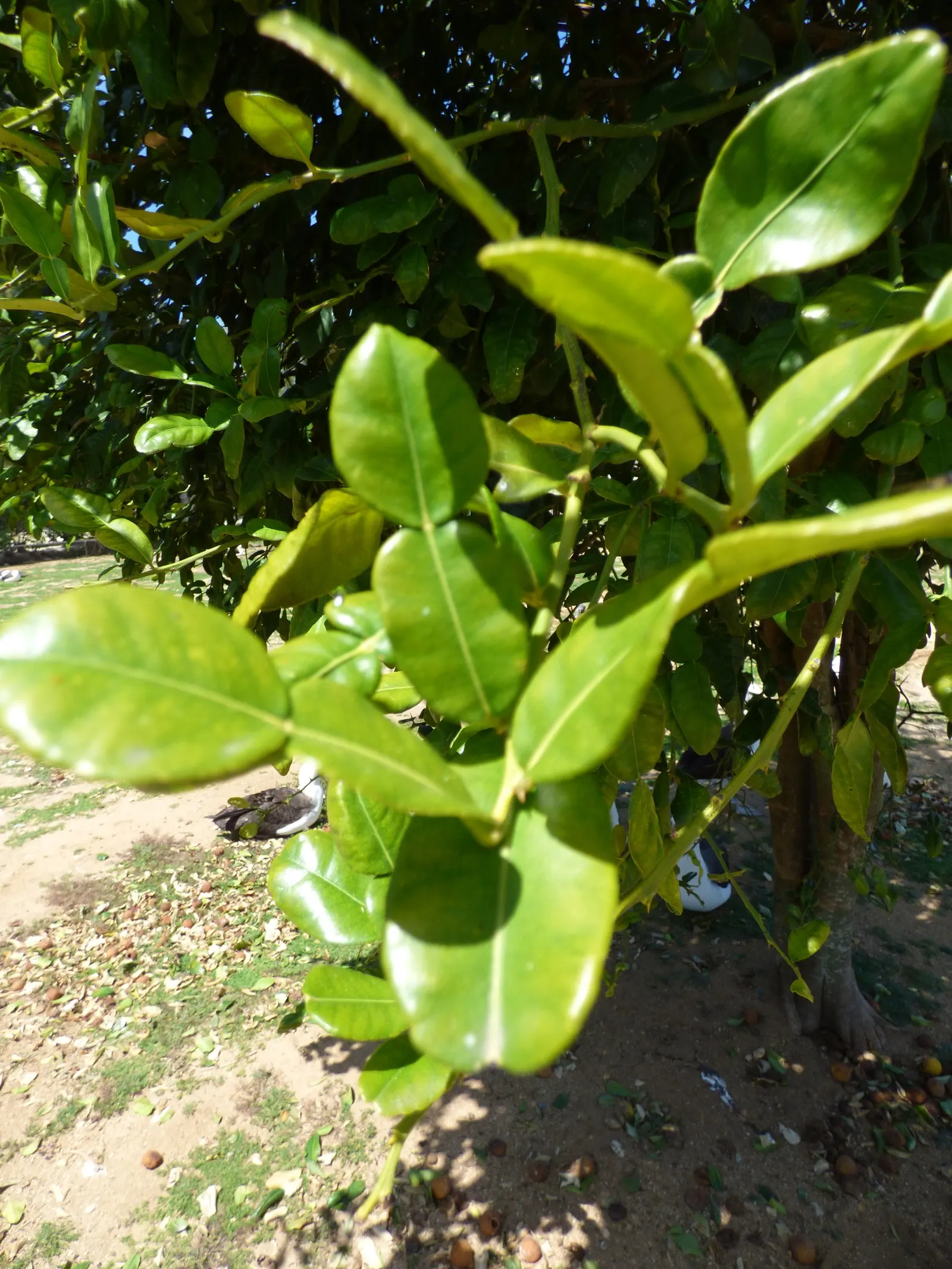 Kaffir Lime (Citrus Hystrix) — Can be potted in colder climates; requires protection from frost; but capable of reaching up to 16 feet in its native tropical