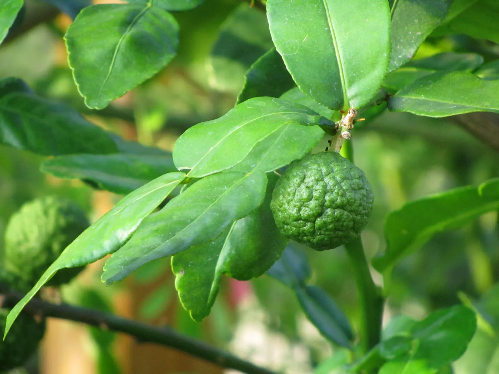 Kaffir Lime (Citrus Hystrix) — Citrus hystrix, known as Kaffir Lime, is a tropical citrus tree reaching heights of 10-15 ft; ideally suited for USDA zones