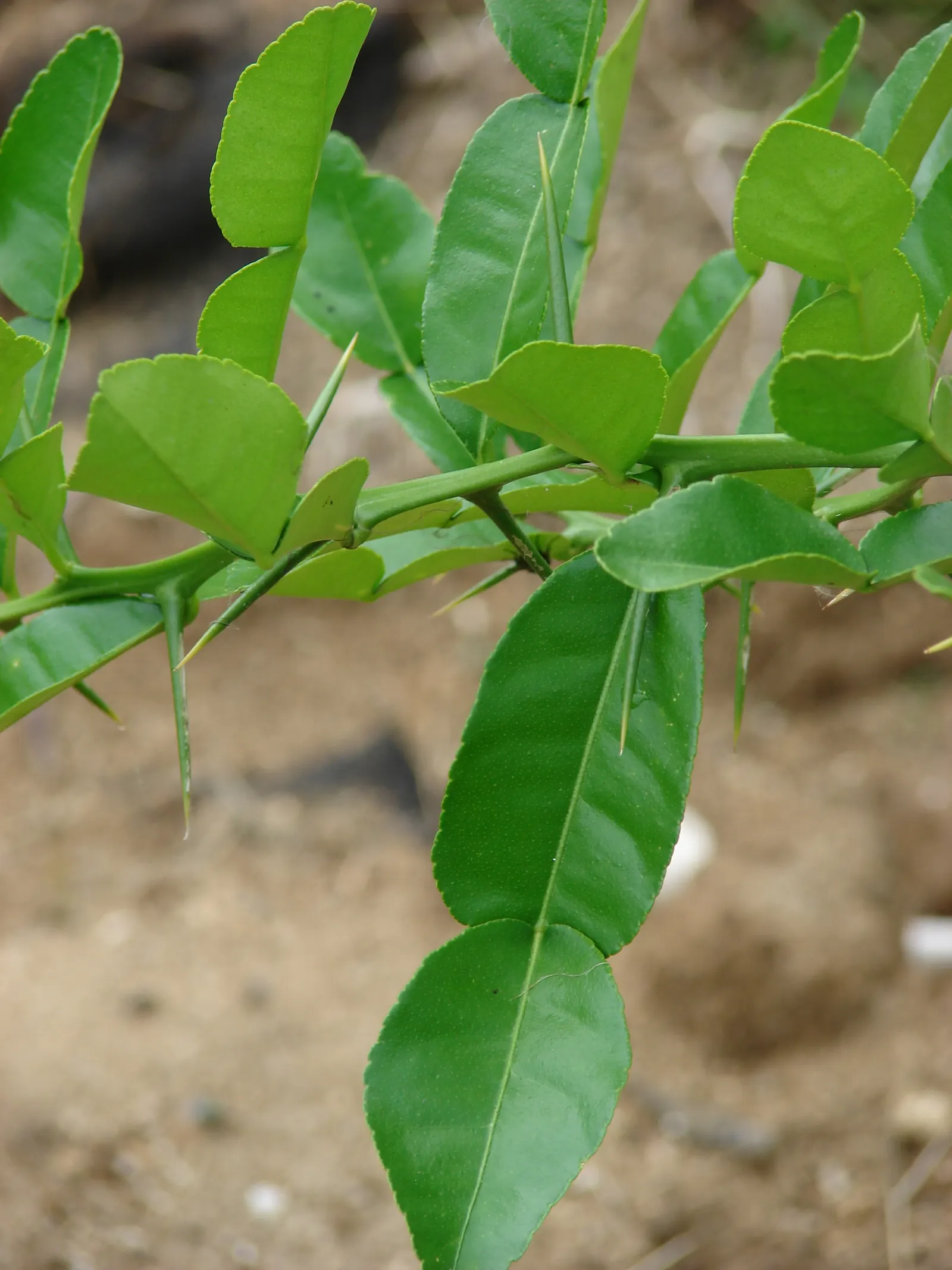 Kaffir Lime (Citrus Hystrix) — tree for full