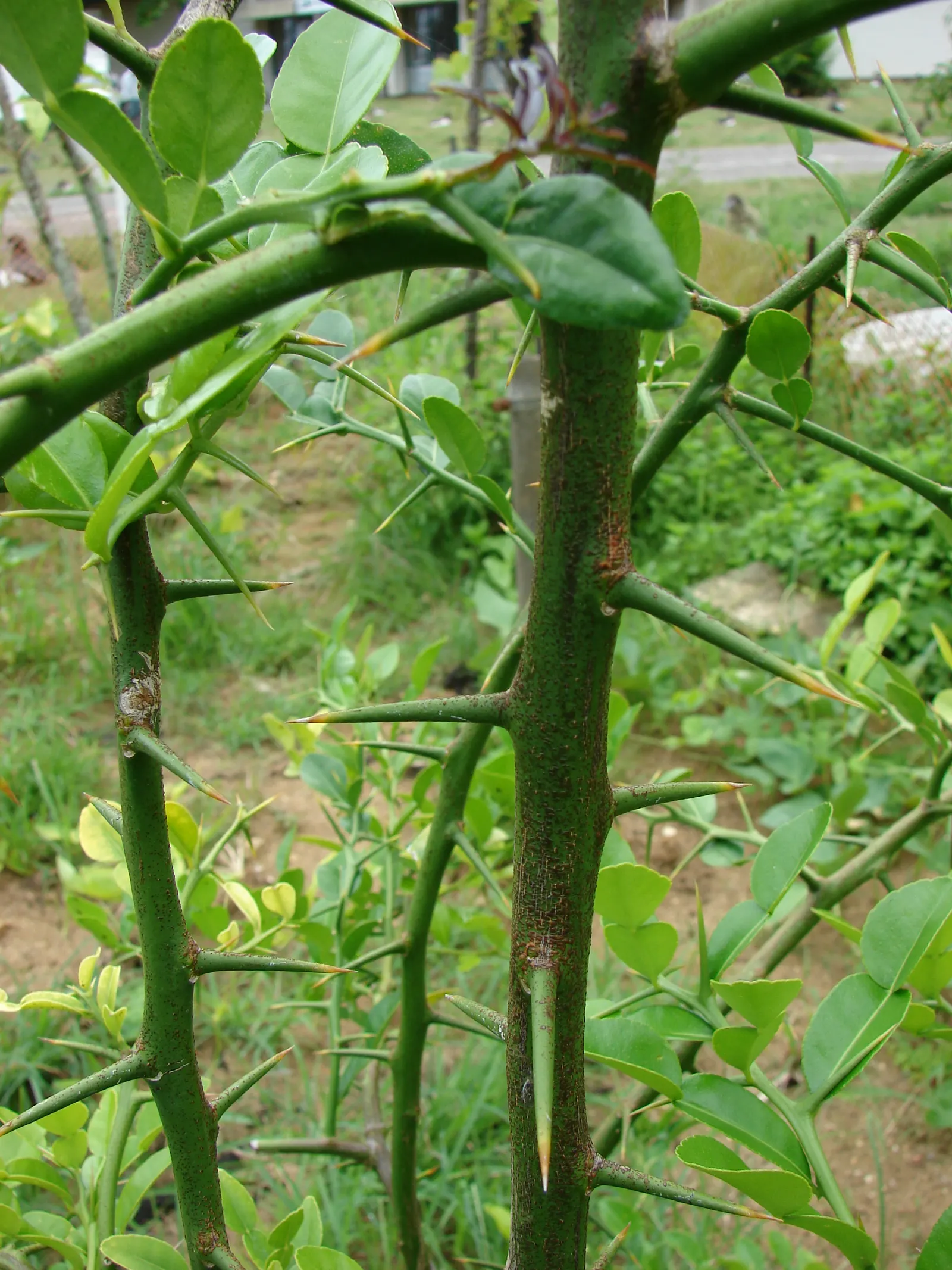 Kaffir Lime (Citrus Hystrix) — Ideally suited for USDA zones 9-11, it thrives in full sun and well-draining soil