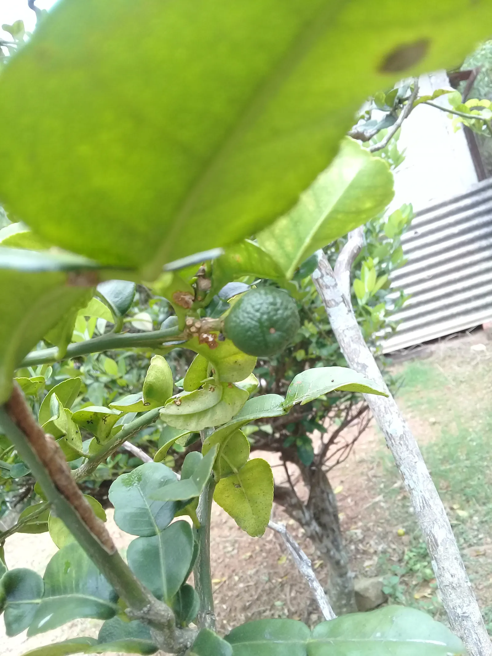 Kaffir Lime (Citrus Hystrix) — slightly acidic soil.<br><br>The Kaffir Lime's leaves are a vivid green, image 35