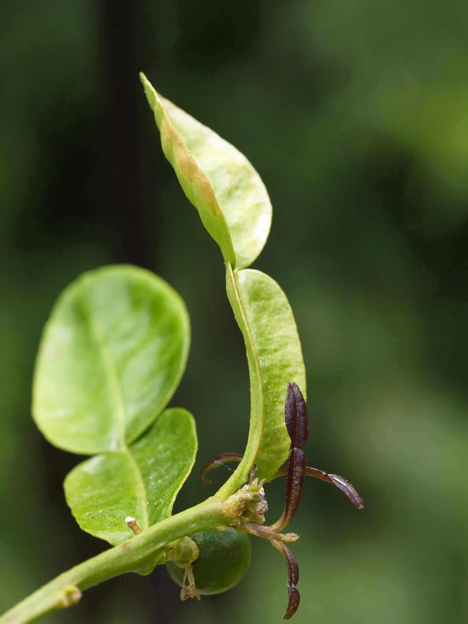 Kaffir Lime (Citrus Hystrix) — but capable of reaching up to 16 feet in its native tropical Southeast Asia; rough-skinned fruits that measure about, image 55