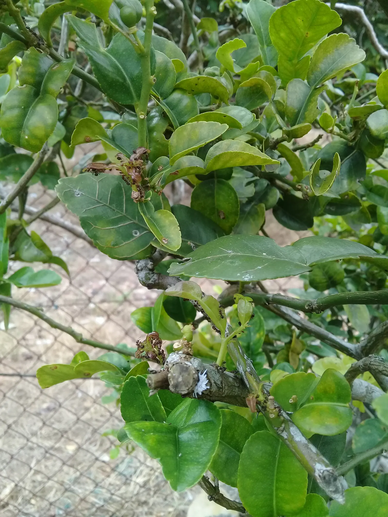 Kaffir Lime (Citrus Hystrix) — Citrus hystrix, known as Kaffir Lime, is a tropical citrus tree reaching heights of 10-15 ft