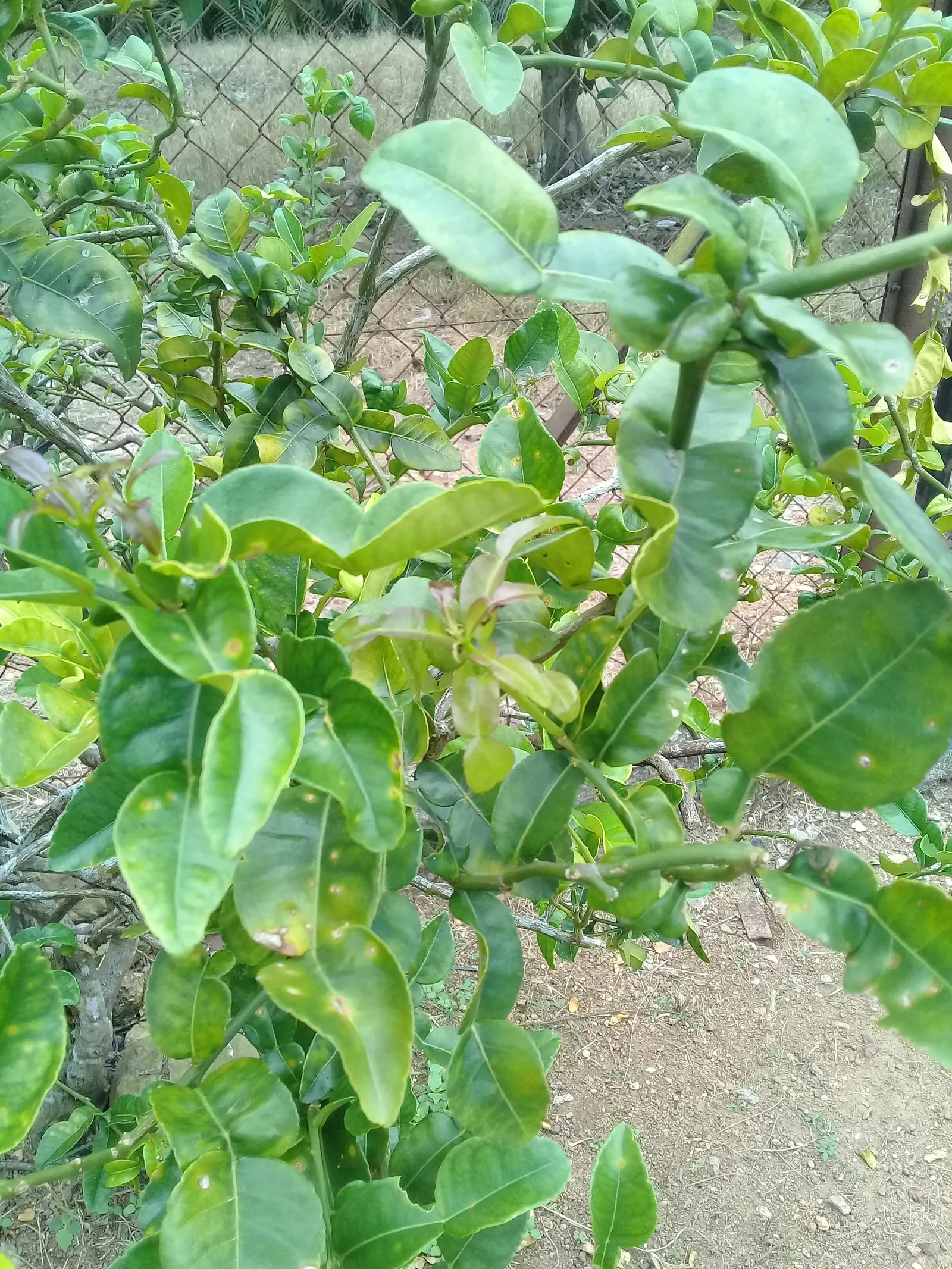 Kaffir Lime (Citrus Hystrix) — With a typical height of 6 to 10 feet
