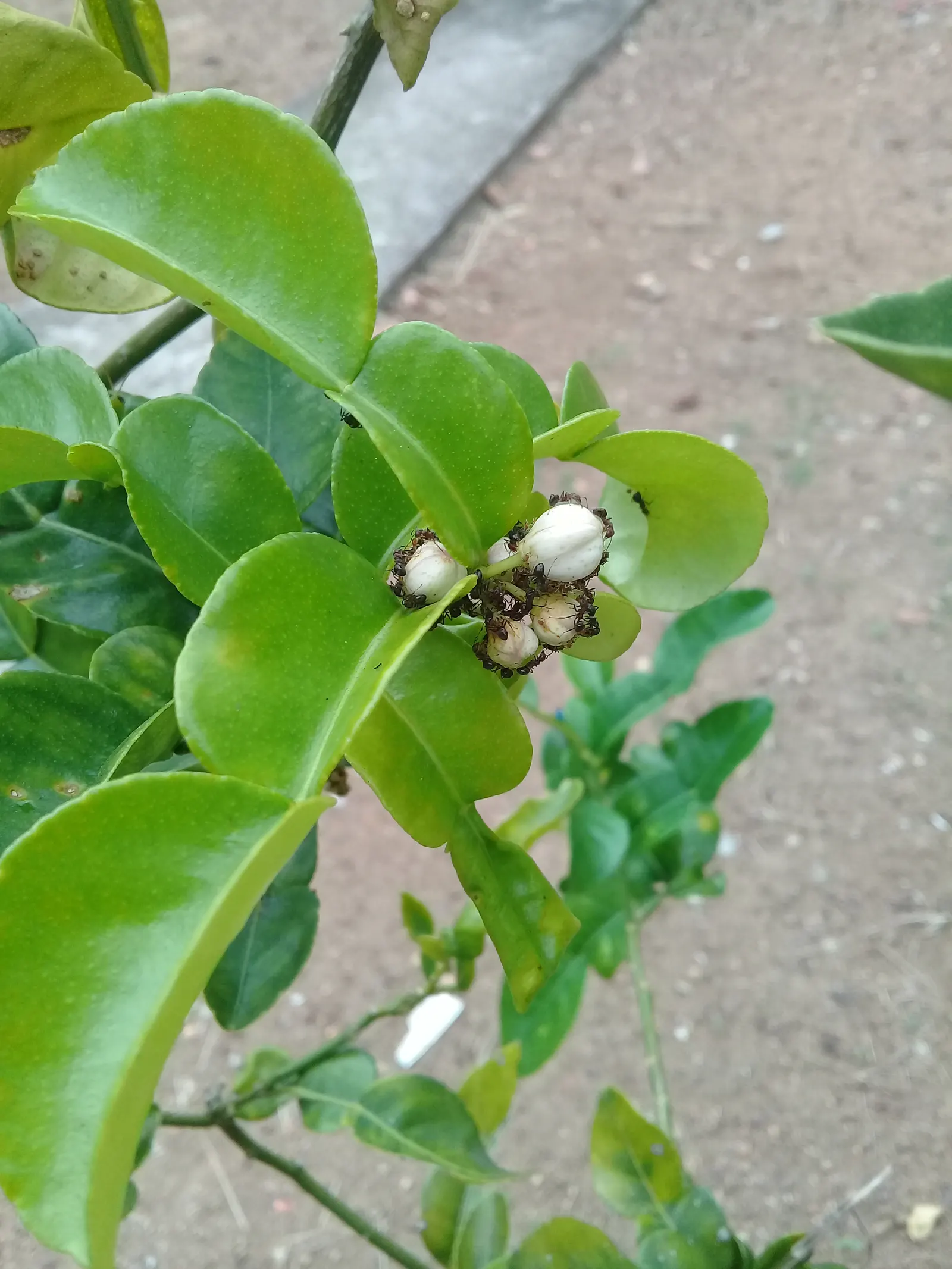 Kaffir Lime (Citrus Hystrix) — especially in Thai and Indonesian cuisine.<br><br>For a landscape design