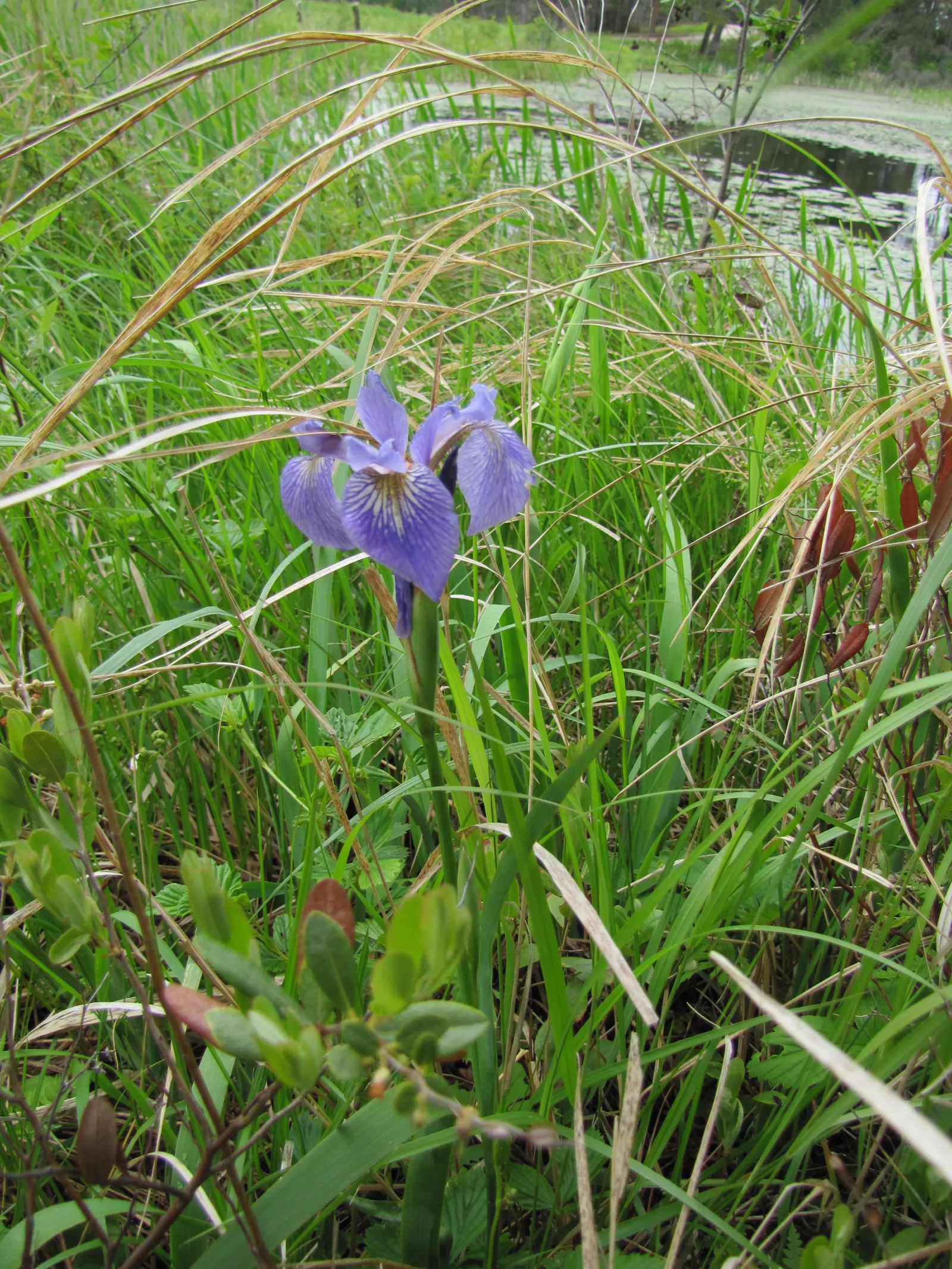 Blue Flag (Iris Versicolor) — consider placing them in clusters or drifts for a more natural and visually appealing effect