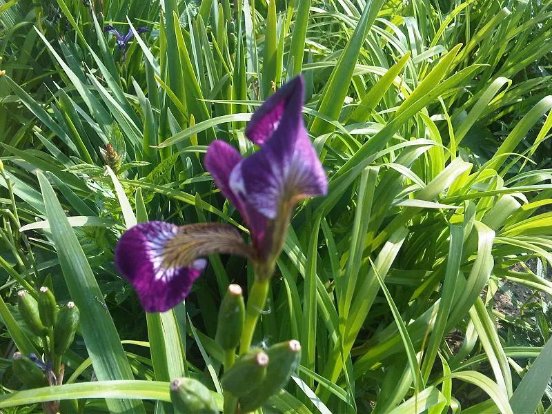 Blue Flag (Iris Versicolor) — This species is considered low-maintenance; iris versicolor, or Blue Flag, is a striking perennial native to North, image 72