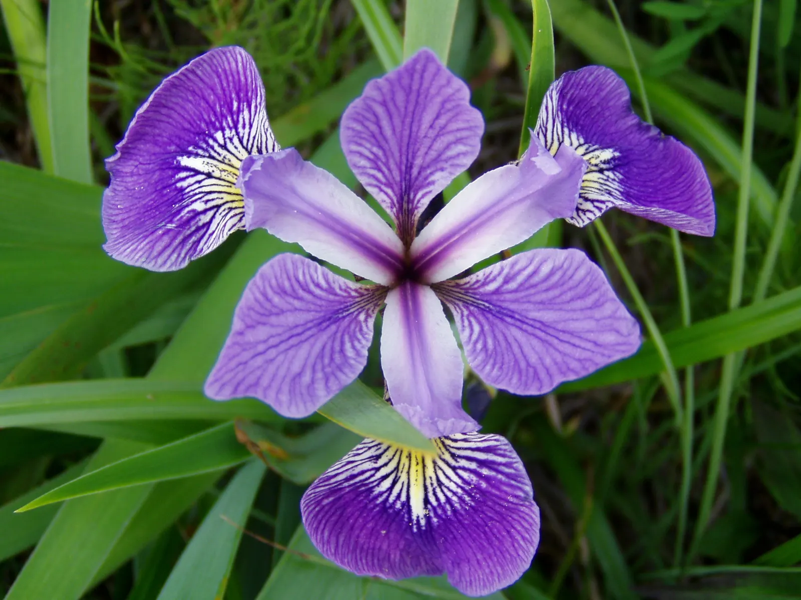 Blue Flag (Iris Versicolor) — Iris versicolor, or Blue Flag, is a striking perennial native to North America; prefers full to partial sun and wet conditions