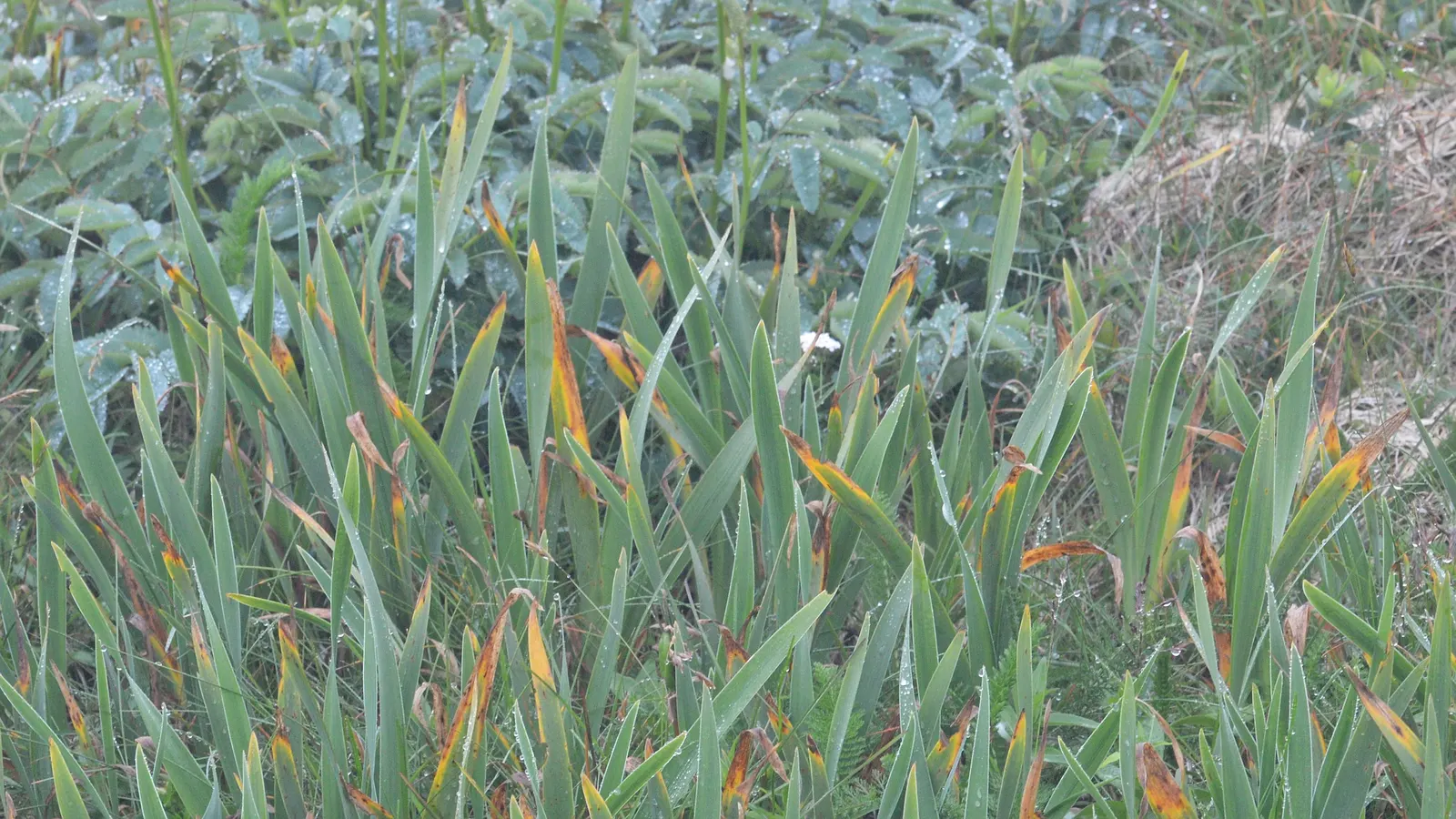 Blue Flag (Iris Versicolor) — It produces vibrant blue to purple flowers in late spring, each with six petal-like parts; iris versicolor is an excellent choice