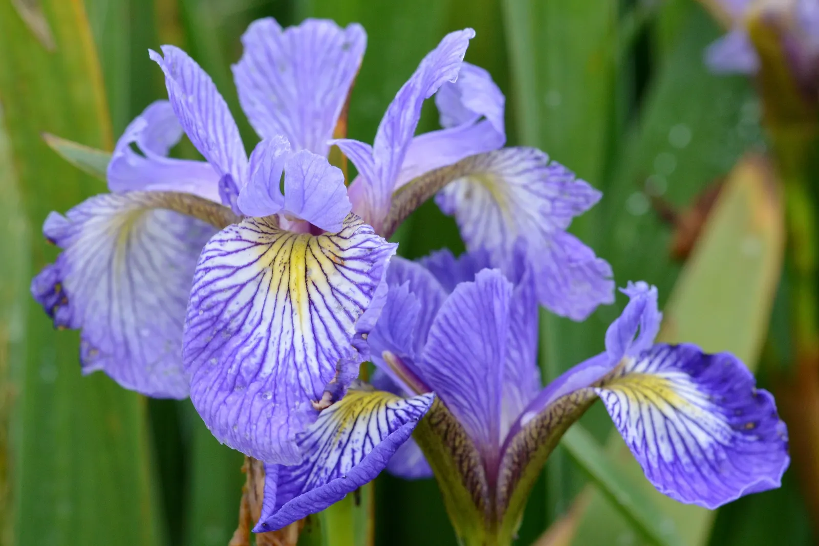 Blue Flag (Iris Versicolor) — Provides habitat support and attracts pollinators, offering both ecological and aesthetic benefits