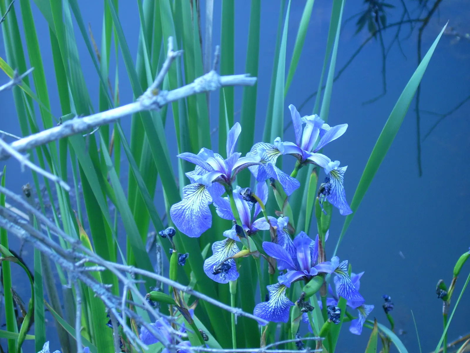 Blue Flag (Iris Versicolor) — scientifically known as Iris versicolor; consider placing them in clusters or drifts for a more natural and visually, image 57