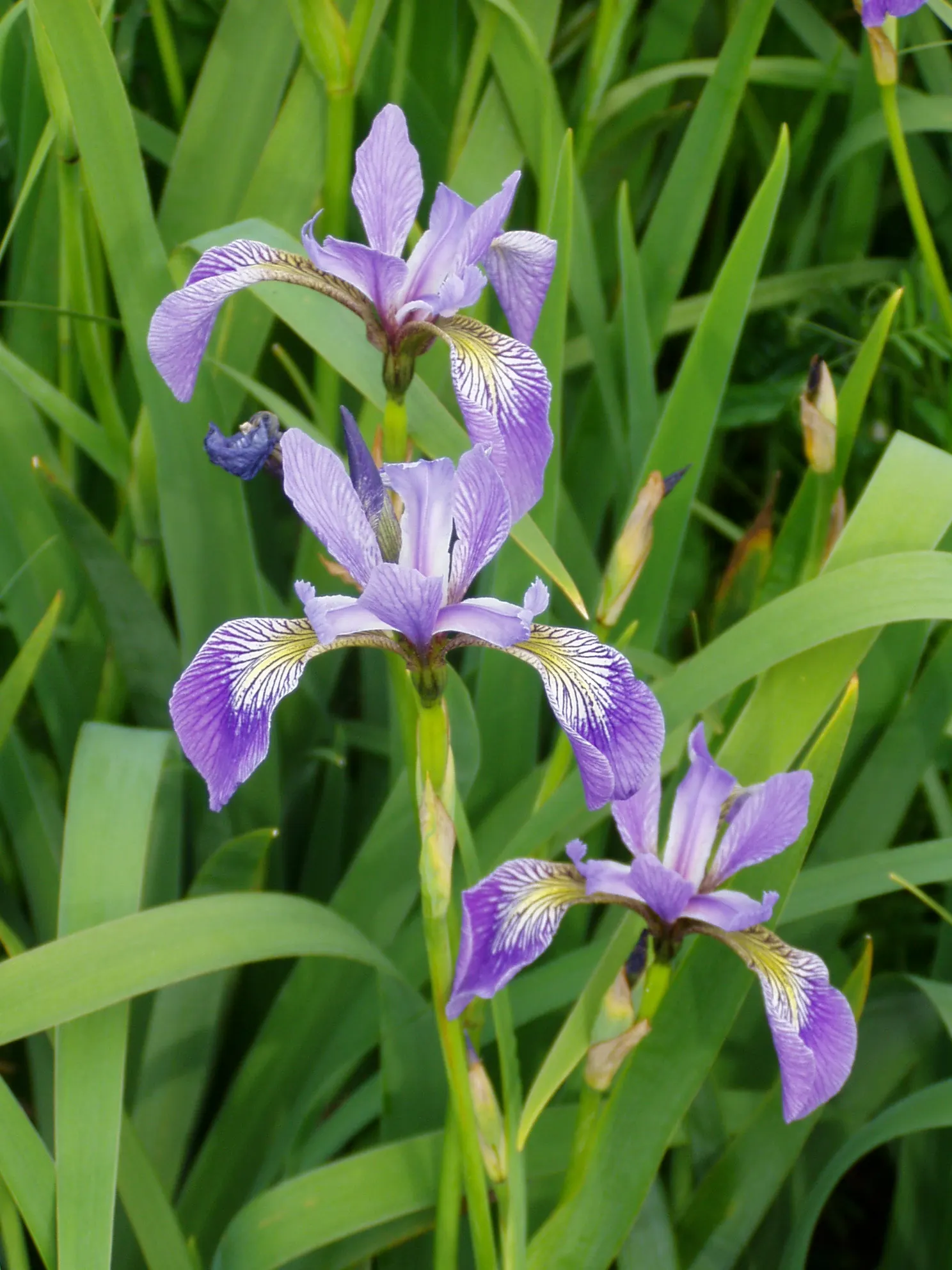 Blue Flag (Iris Versicolor) — Prefers full to partial sun and wet conditions, thriving in zones 3-9