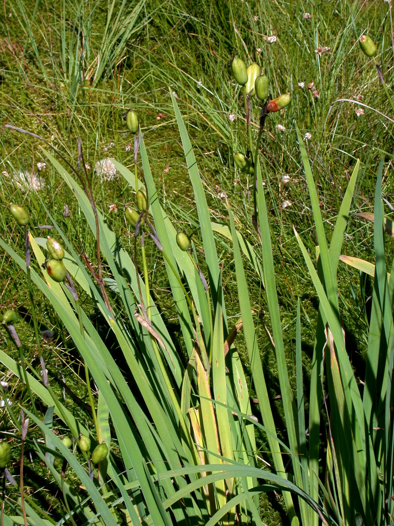 Blue Flag (Iris Versicolor) — although it flourishes in slightly acidic conditions with consistent moisture; making it an ideal choice for planting, image 91