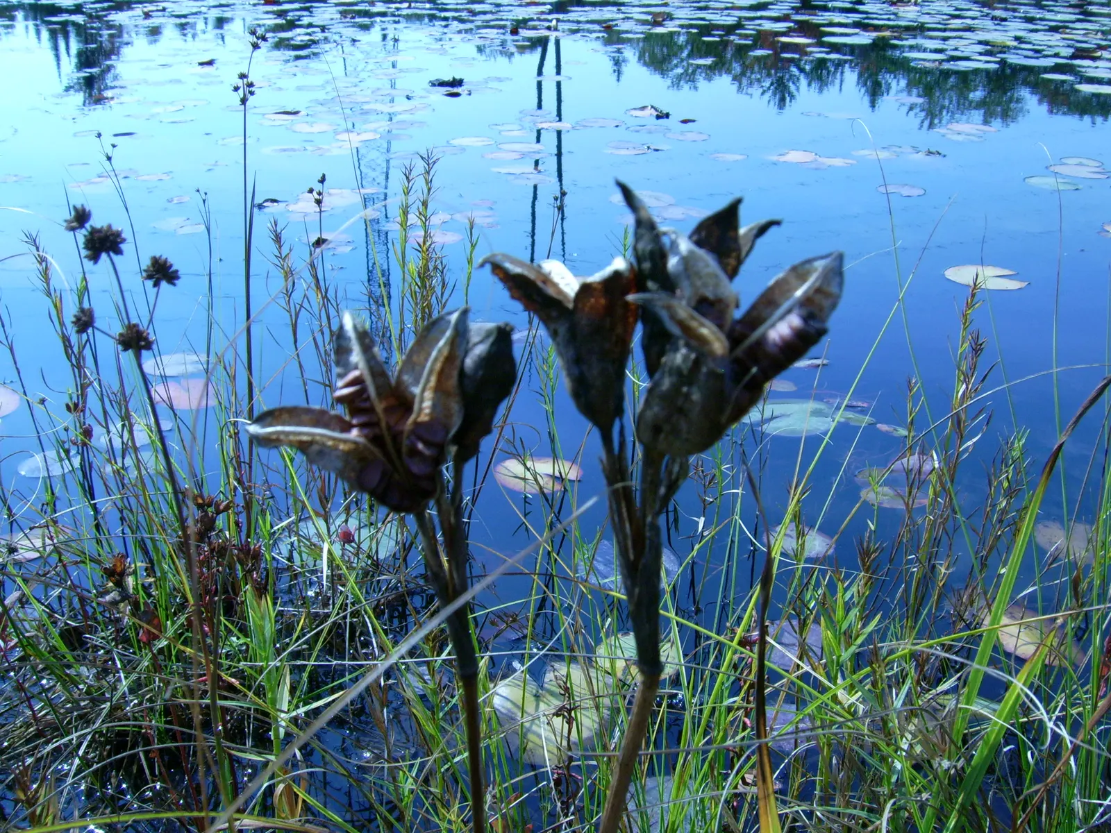 Blue Flag (Iris Versicolor) — although it flourishes in slightly acidic conditions with consistent moisture; making it an ideal choice for planting, image 66