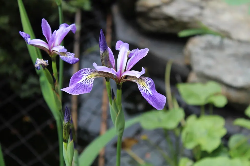 Blue Flag (Iris Versicolor) — with a minimum of four hours of direct sunlight per day to ensure optimal flowering; when incorporating Blue Flags, image 89