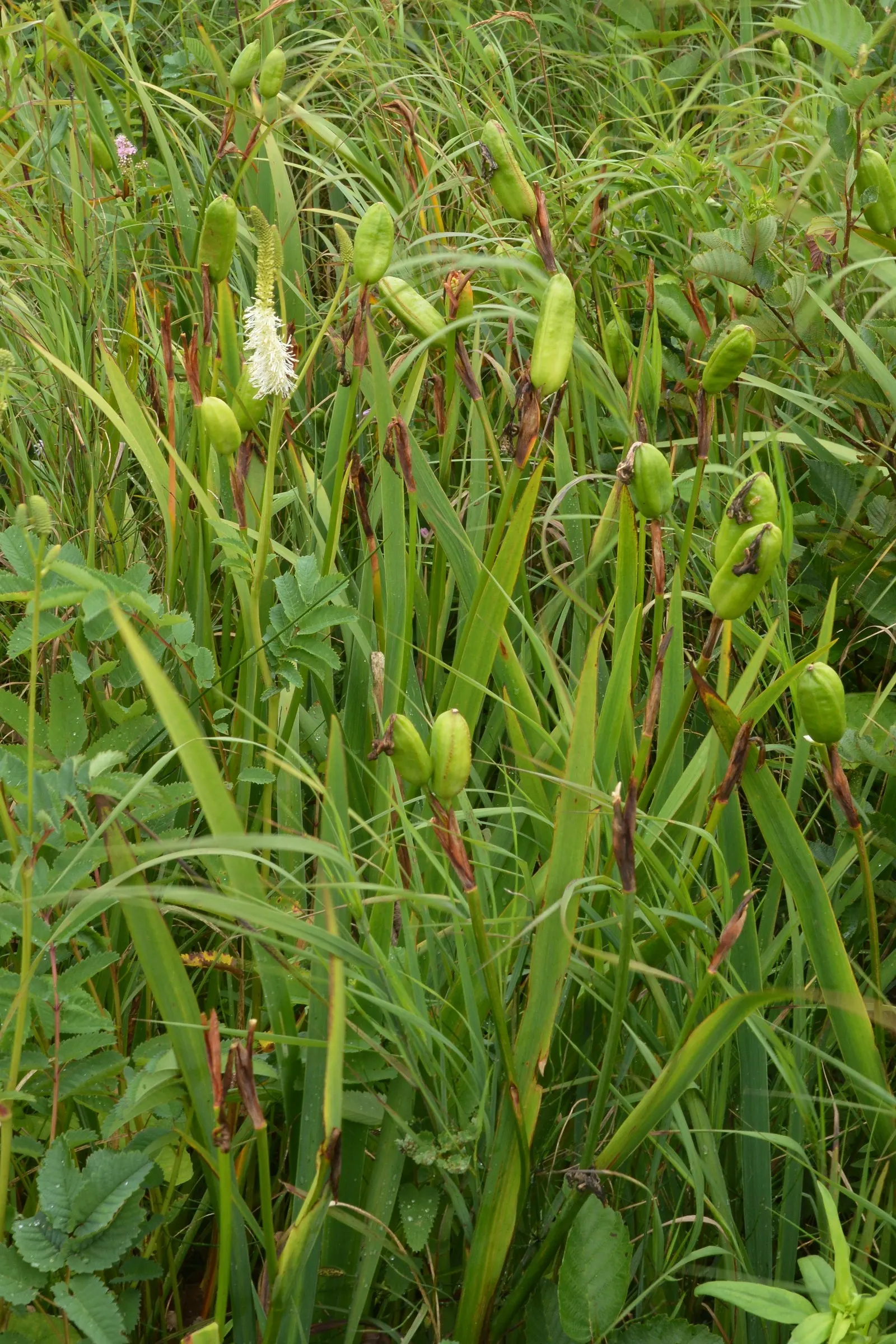 Blue Flag (Iris Versicolor) — where its water filtration capabilities can be used to improve soil and water quality; ideal for rain gardens and waterside