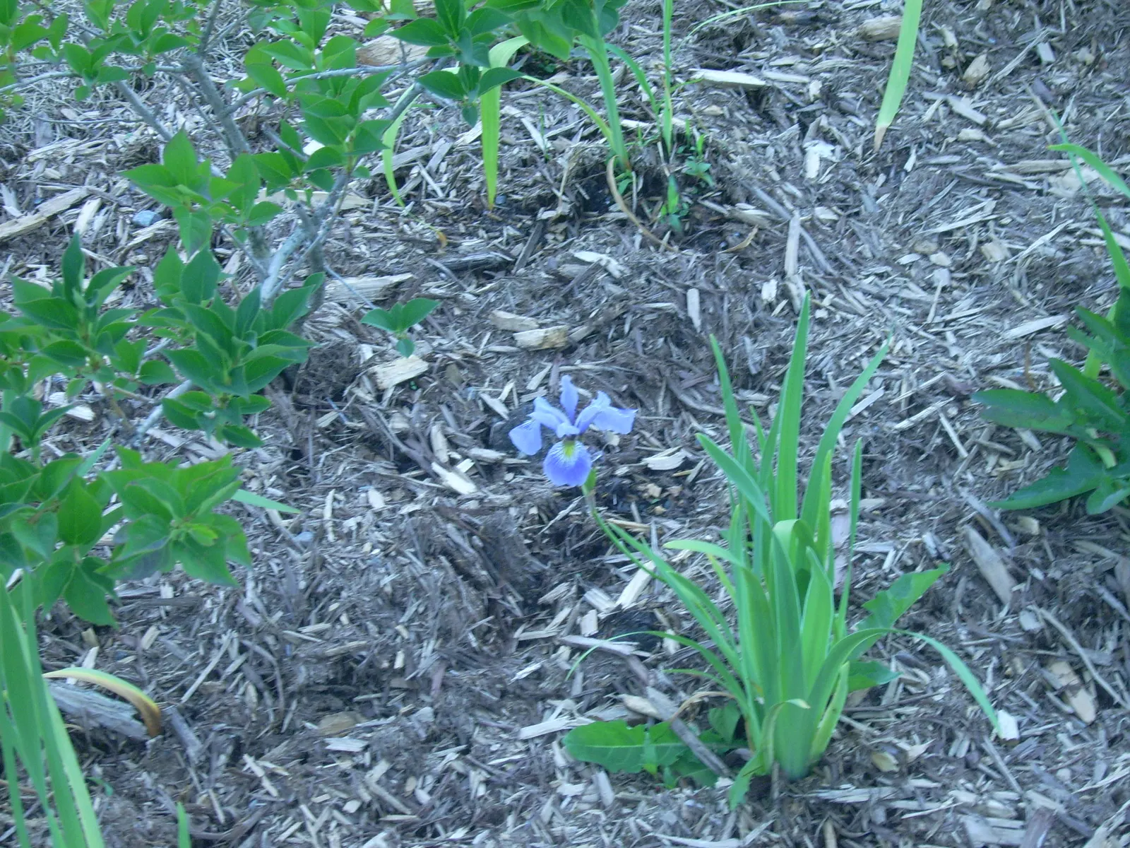 Blue Flag (Iris Versicolor) — consider placing them in clusters or drifts for a more natural and visually appealing effect; where its water filtration
