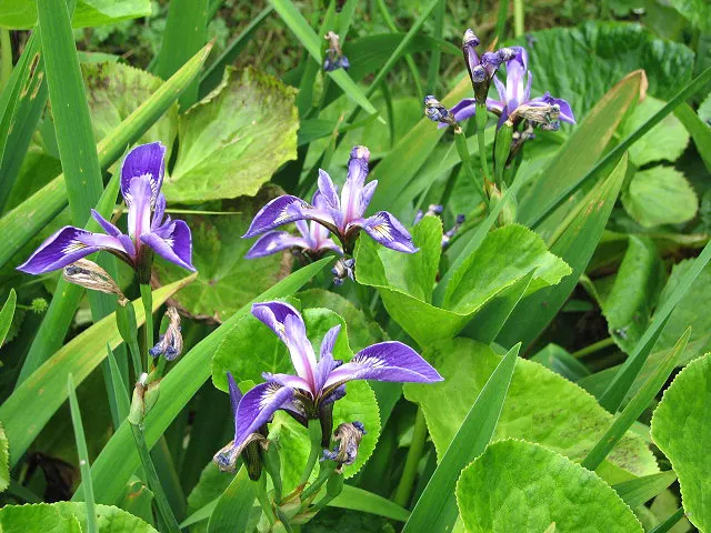Blue Flag (Iris Versicolor) — scientifically known as Iris versicolor