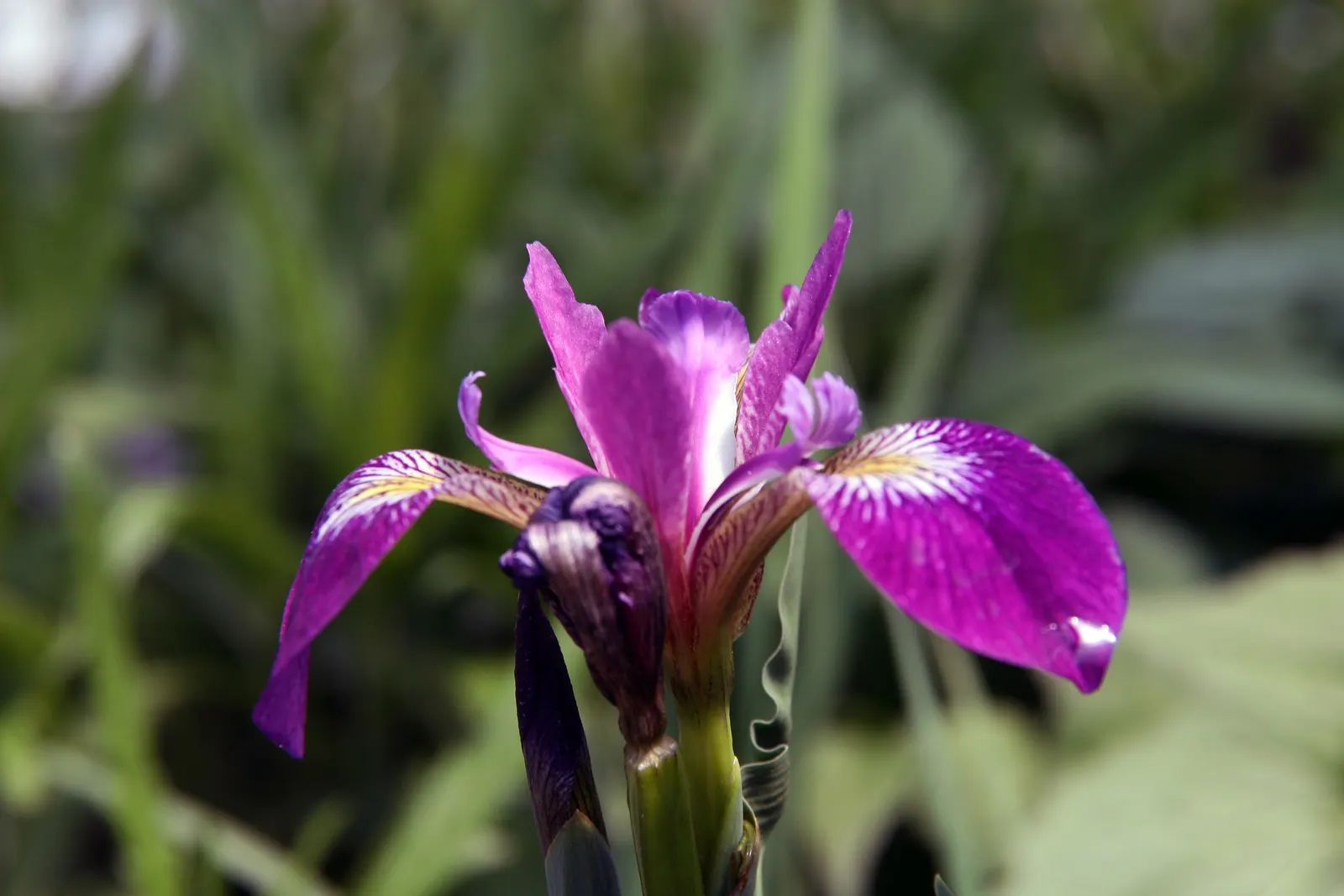 Blue Flag (Iris Versicolor) — Prefers full to partial sun and wet conditions, thriving in zones 3-9; perennial for half, image 79