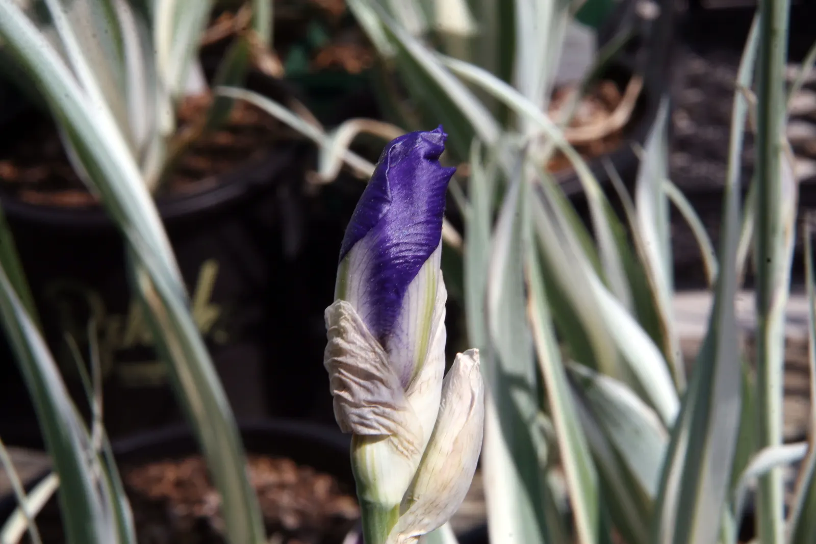 Blue Flag (Iris Versicolor) — making it an ideal choice for planting along pond edges or in naturalized wetland areas; with its striking blue-violet flowers