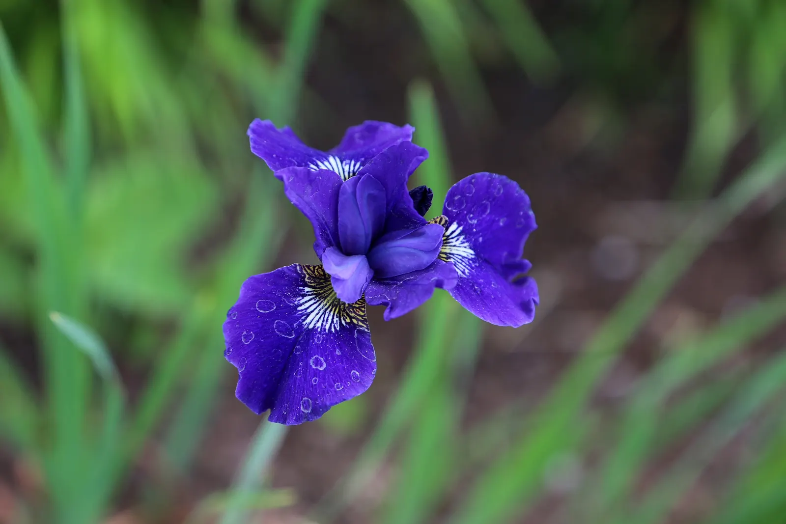 Blue Flag (Iris Versicolor) — It produces vibrant blue to purple flowers in late spring, each with six petal-like parts
