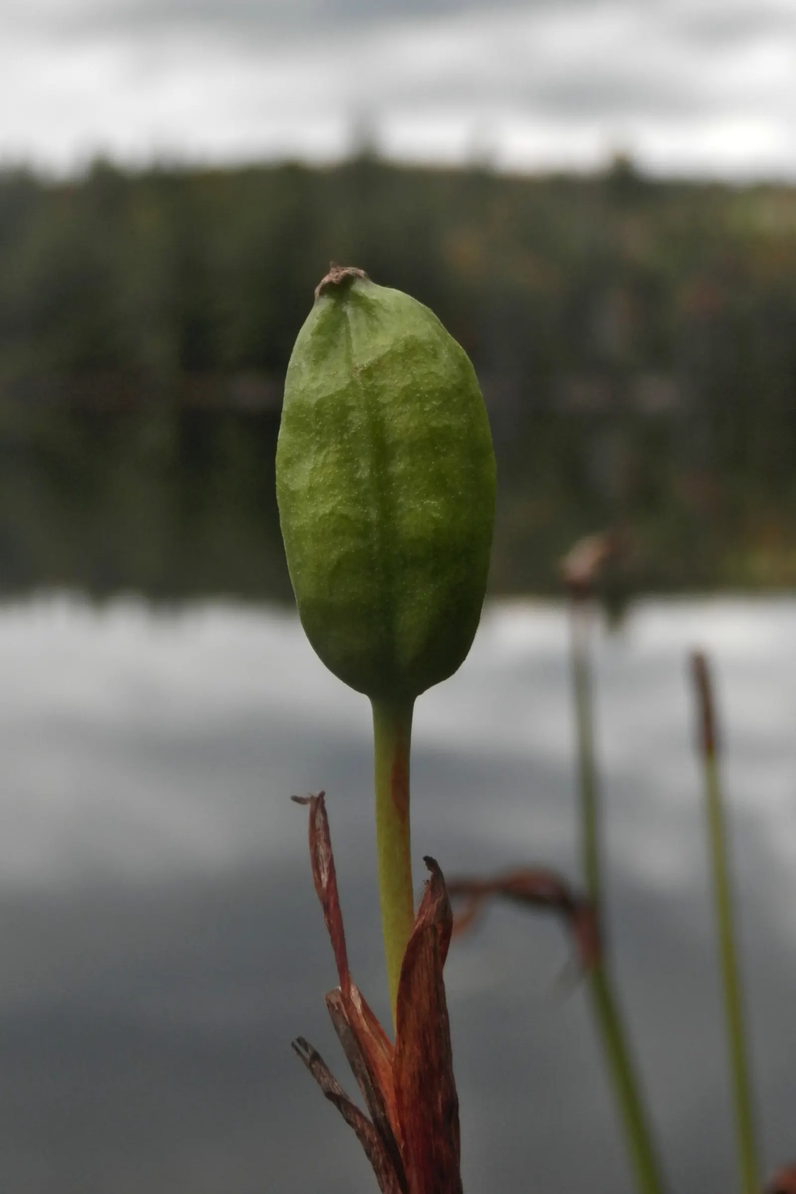 Blue Flag (Iris Versicolor) — consider placing them in clusters or drifts for a more natural and visually appealing effect; where its water, image 96