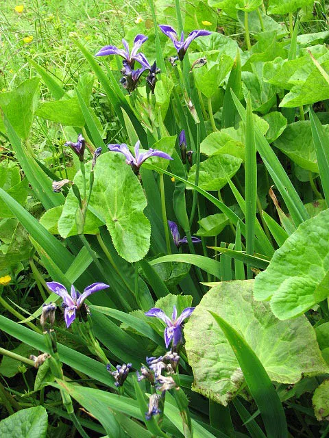 Blue Flag (Iris Versicolor) — its flowers offering a delicate yet striking appearance; provides habitat support and attracts pollinators, offering, image 62