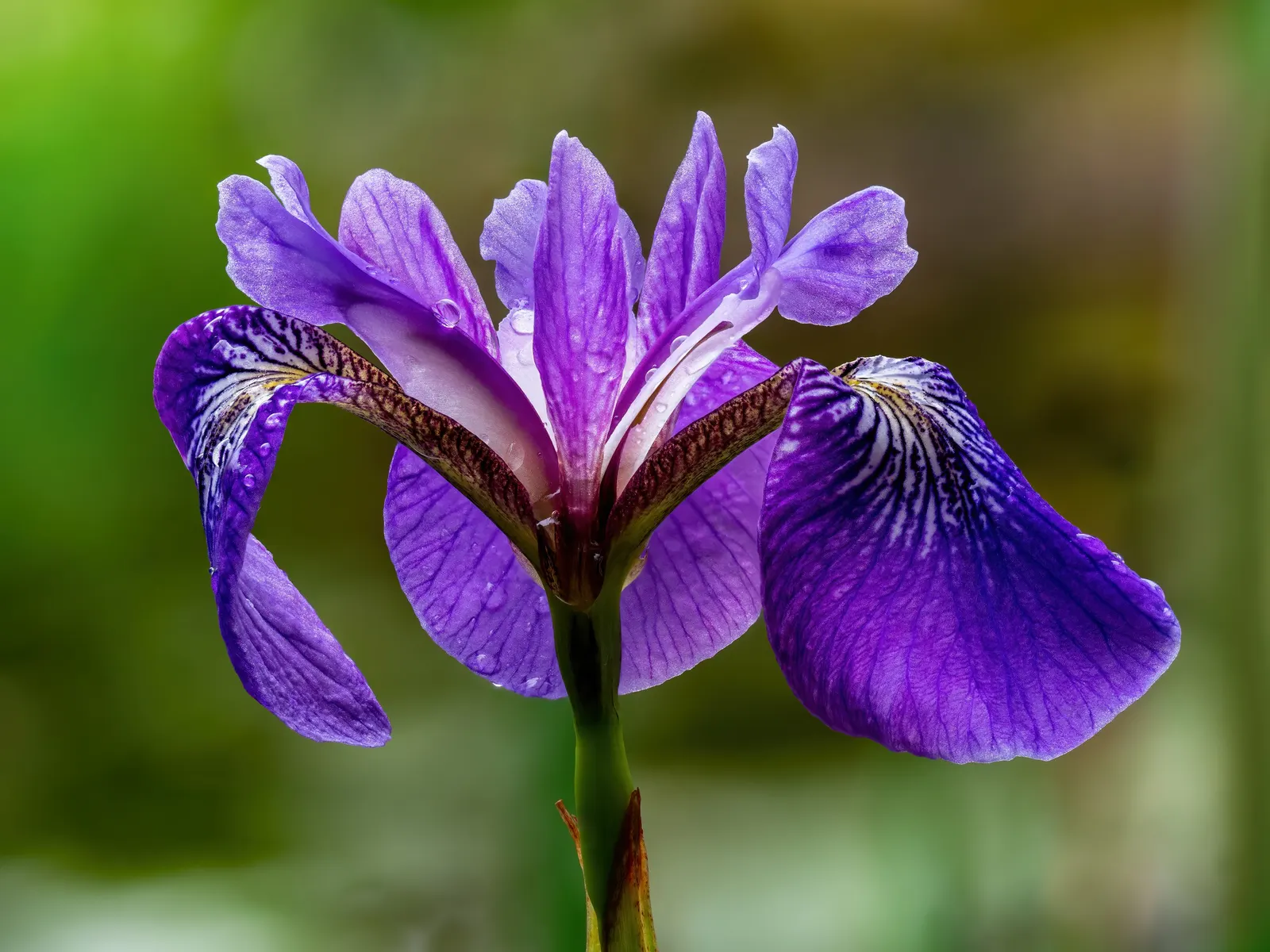 Blue Flag (Iris Versicolor) — consider placing them in clusters or drifts for a more natural and visually appealing effect; where its water, image 71