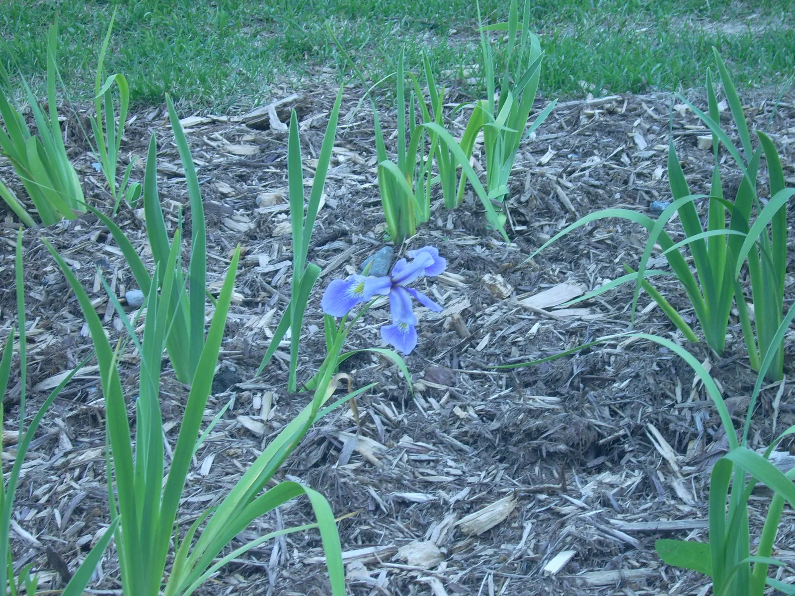 Blue Flag (Iris Versicolor) — With its striking blue-violet flowers; <br><br>Given its beauty and habitat preferences