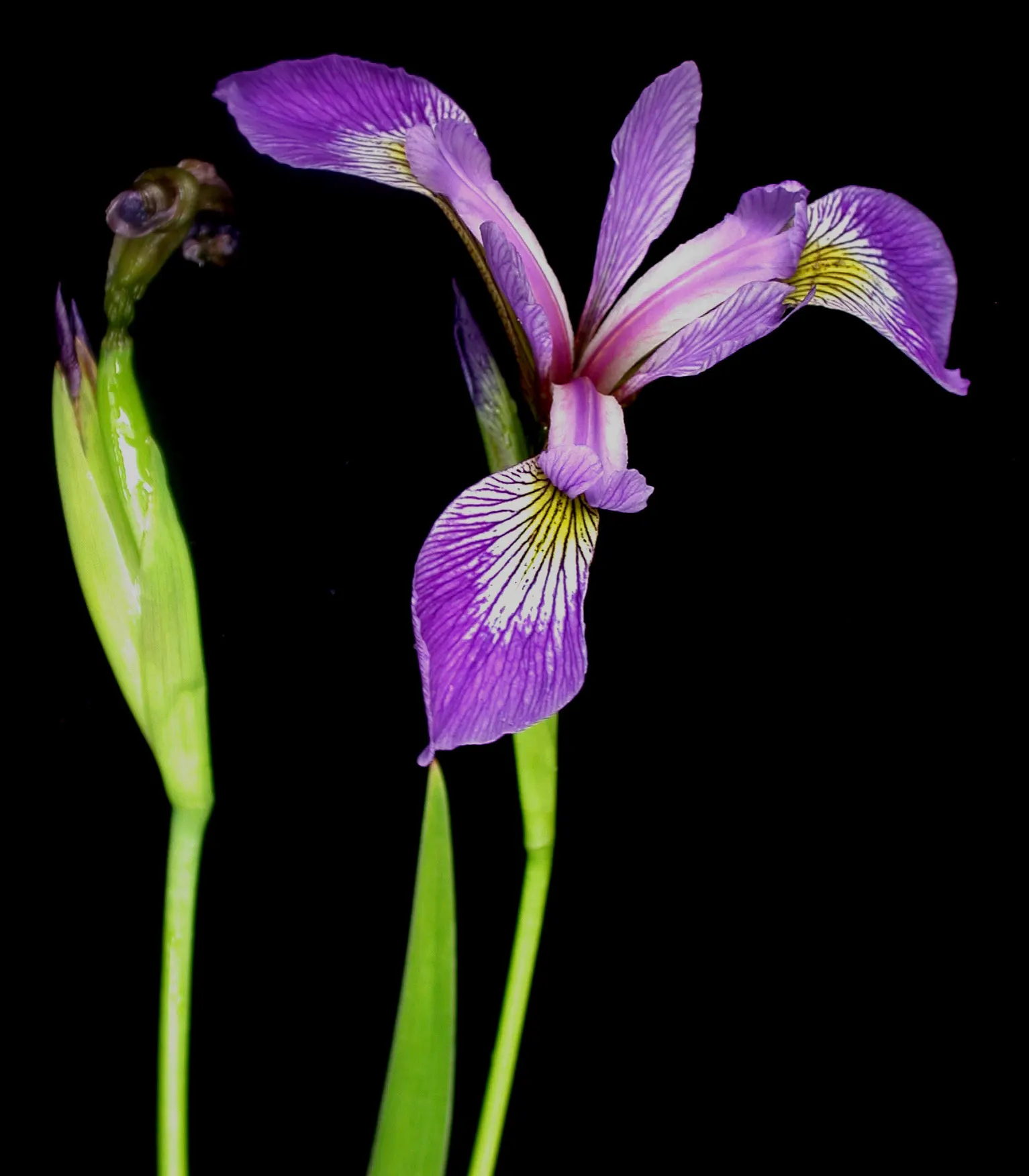 Blue Flag (Iris Versicolor) — its flowers offering a delicate yet striking appearance; provides habitat support and attracts pollinators, offering both