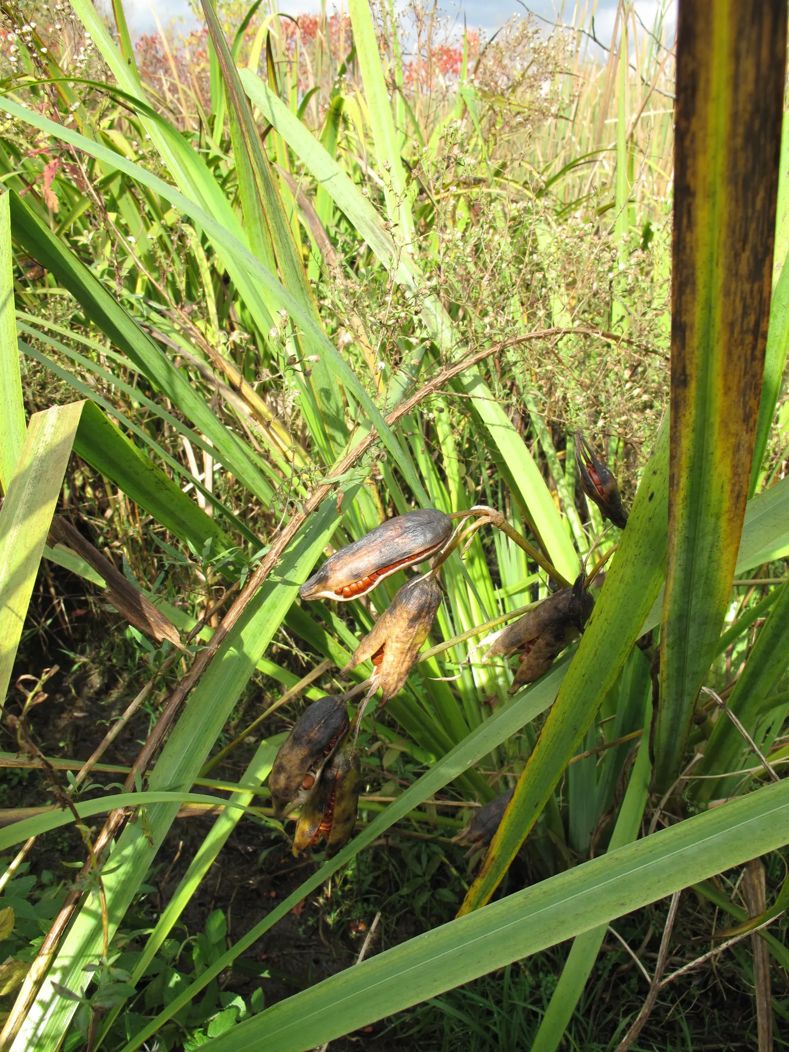 Blue Flag (Iris Versicolor) — Iris versicolor is an excellent choice for a water garden or a rain garden design; blue and lavender and, image 93