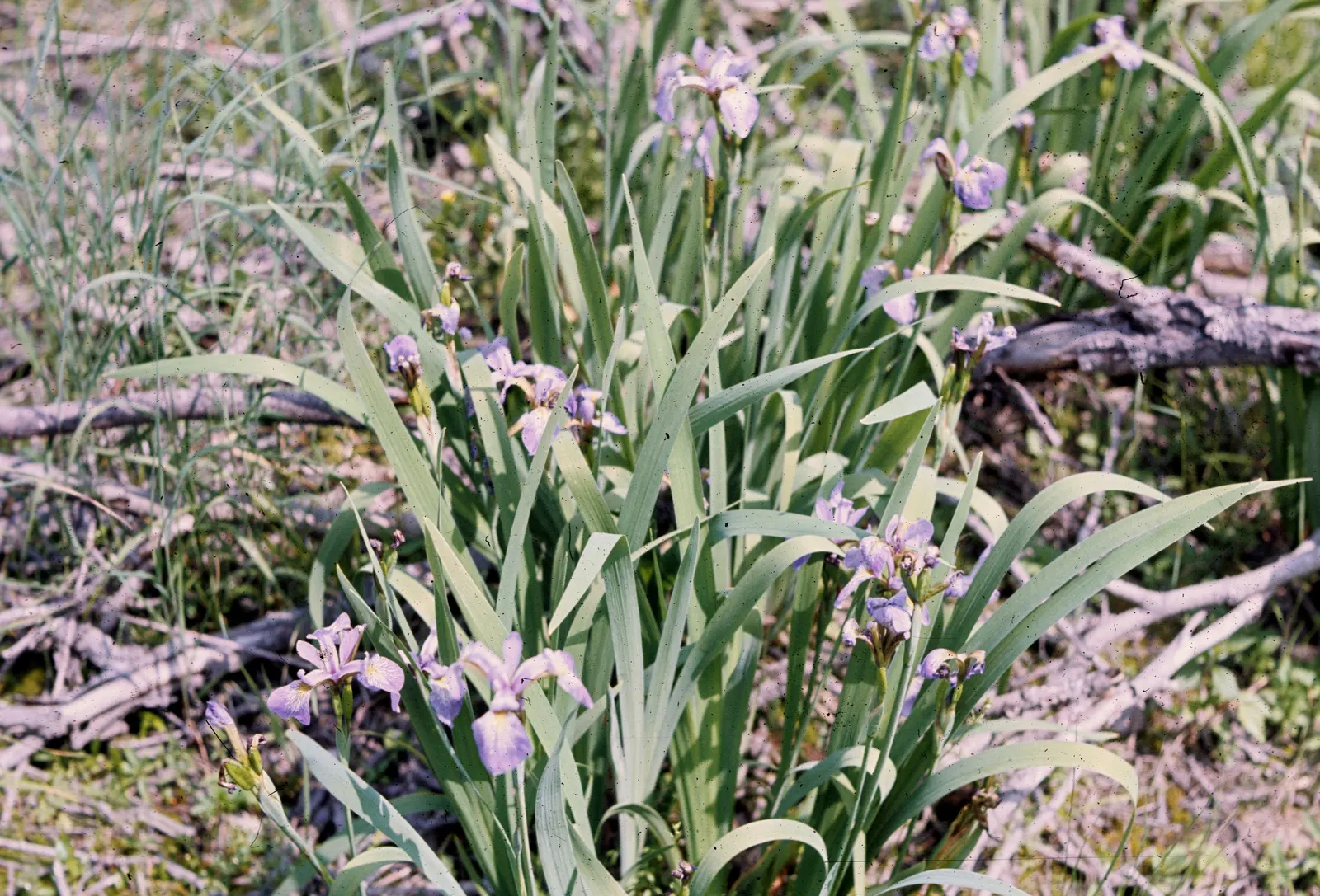 Blue Flag (Iris Versicolor) — With its striking blue-violet flowers; <br><br>Given its beauty and habitat preferences, image 60