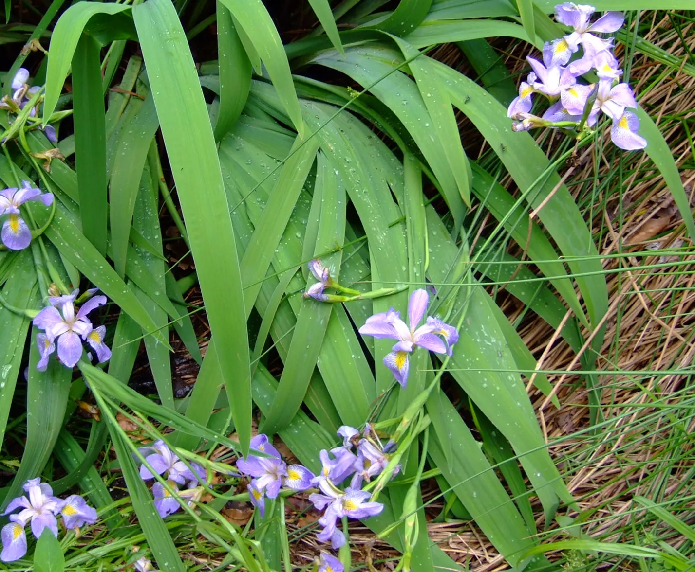 Blue Flag (Iris Versicolor) — Ideal for rain gardens and waterside plantings; scientifically known as Iris versicolor