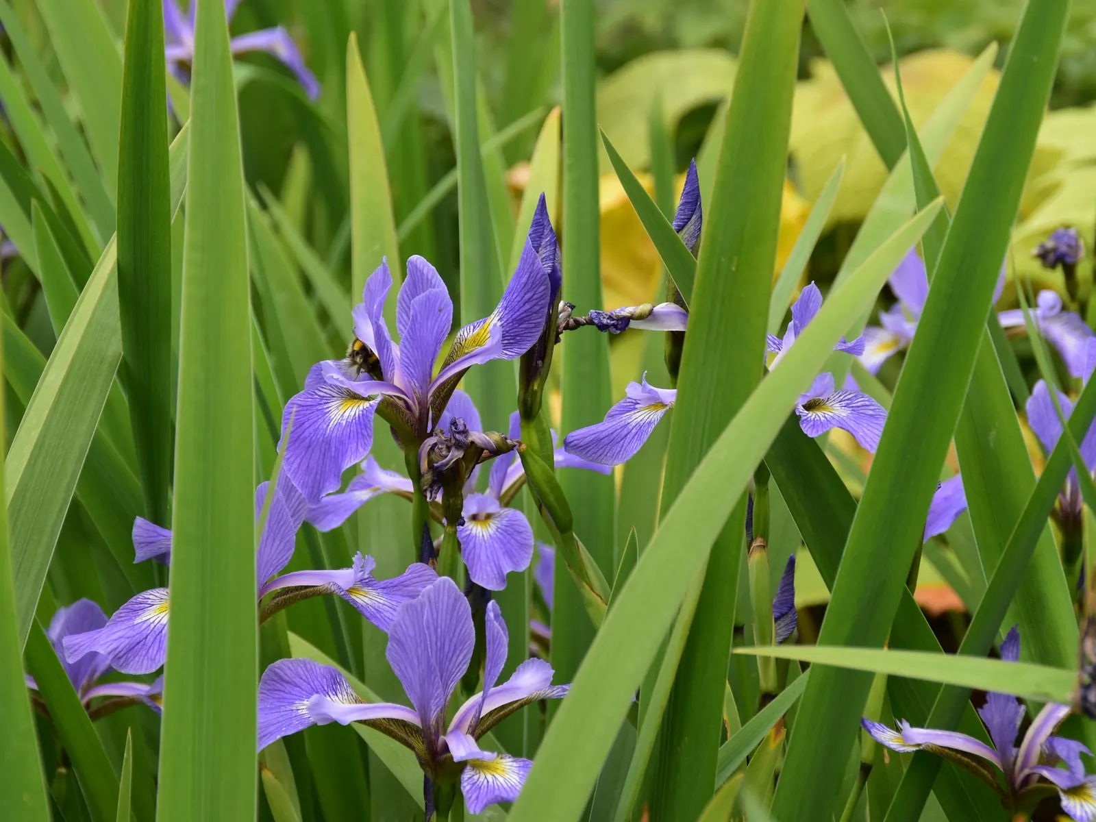 Blue Flag (Iris Versicolor) — It is adaptable to a variety of soil types