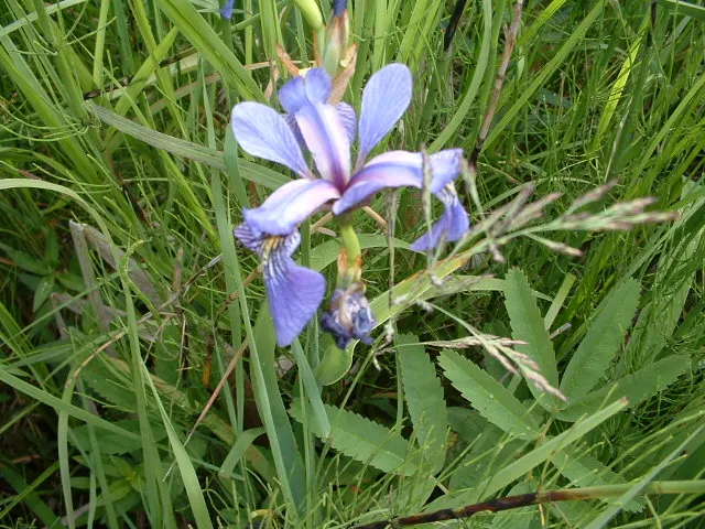 Blue Flag (Iris Versicolor) — where its water filtration capabilities can be used to improve soil and water quality; ideal for rain gardens and, image 69