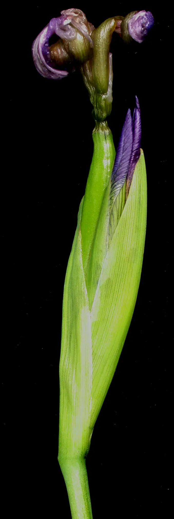 Blue Flag (Iris Versicolor) — Ideal for rain gardens and waterside plantings; scientifically known as Iris versicolor, image 80