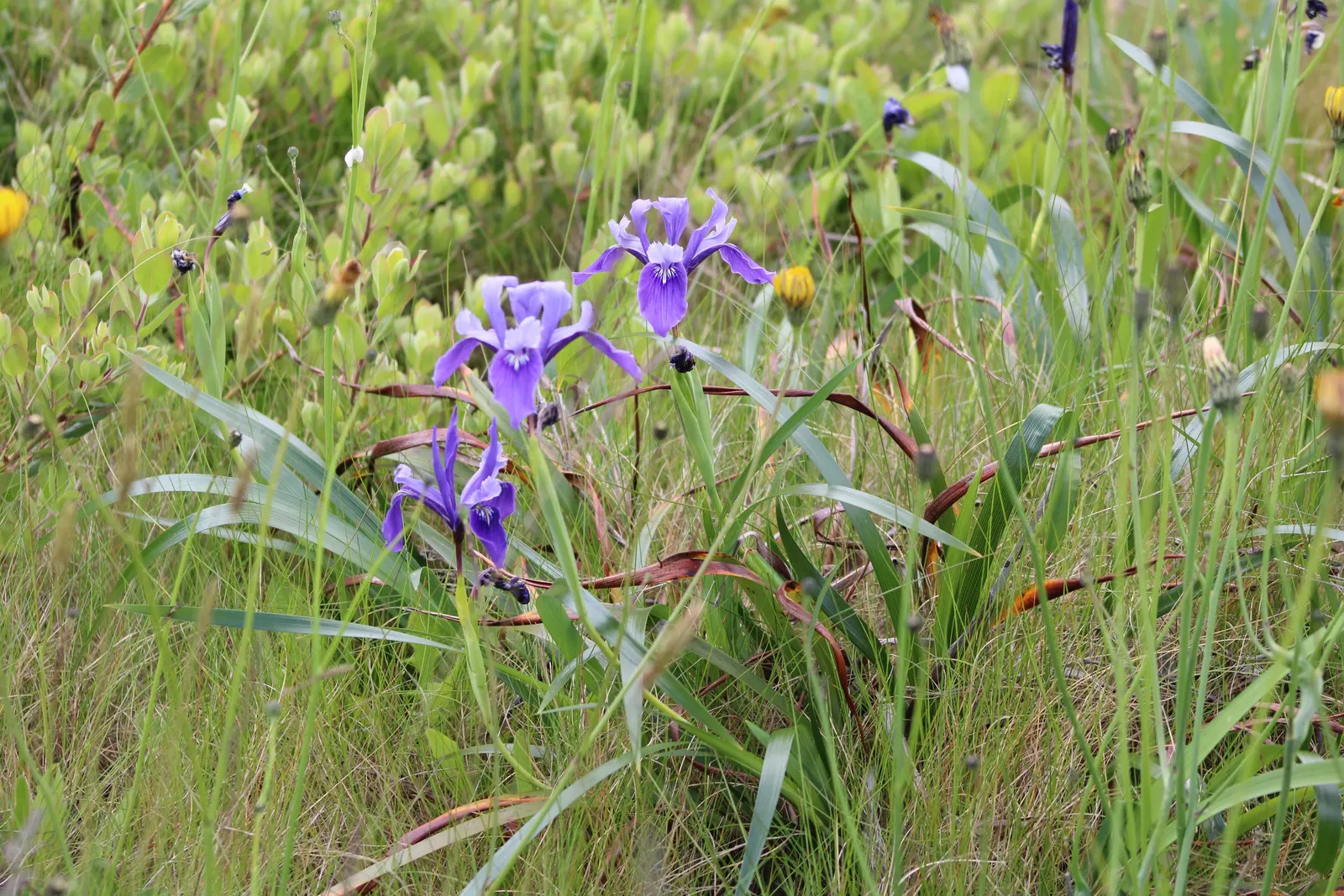 Blue Flag (Iris Versicolor) — blue and lavender and multi-colored flowers in the garden