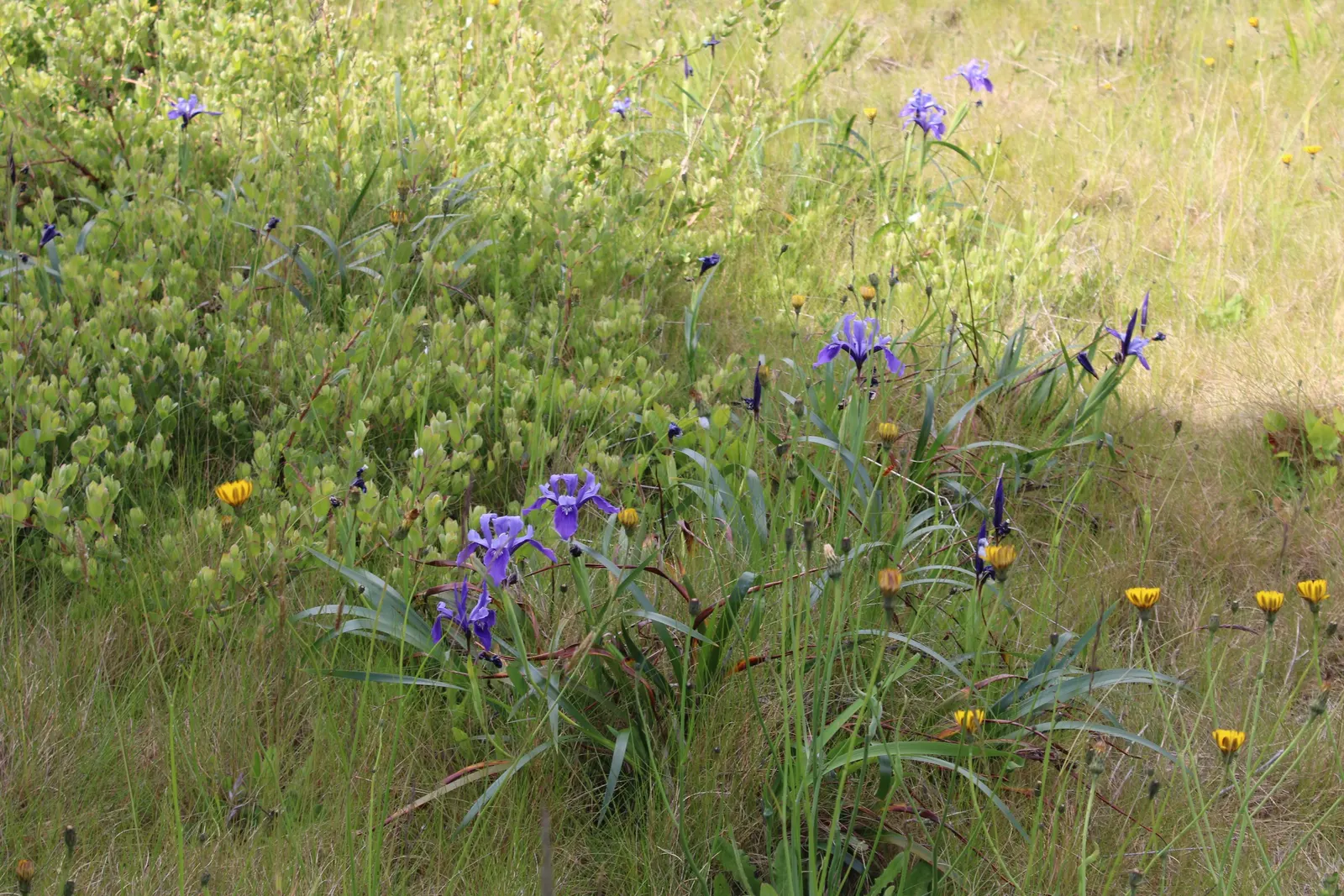 Blue Flag (Iris Versicolor) — Iris versicolor is an excellent choice for a water garden or a rain garden design; blue and lavender and multi-colored flowers in