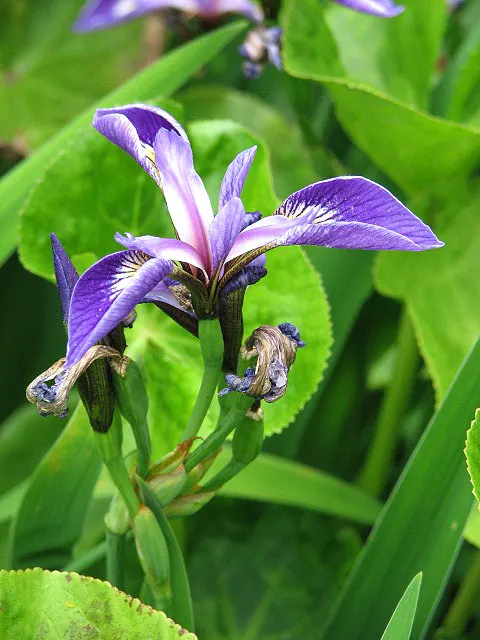 Blue Flag (Iris Versicolor) — Provides habitat support and attracts pollinators, offering both ecological and aesthetic benefits; with a minimum of, image 81