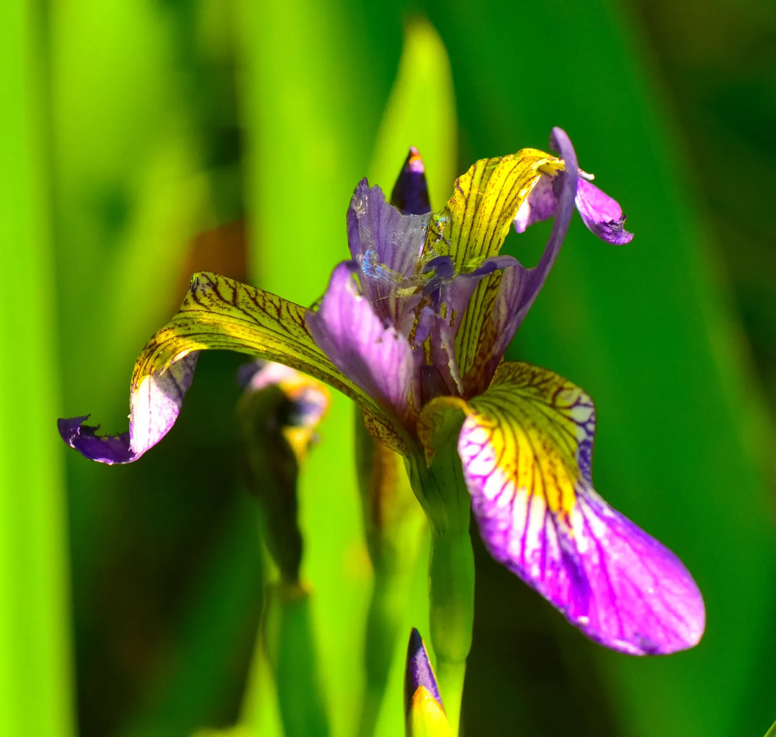 Blue Flag (Iris Versicolor) — Provides habitat support and attracts pollinators, offering both ecological and aesthetic benefits; with a minimum of four hours