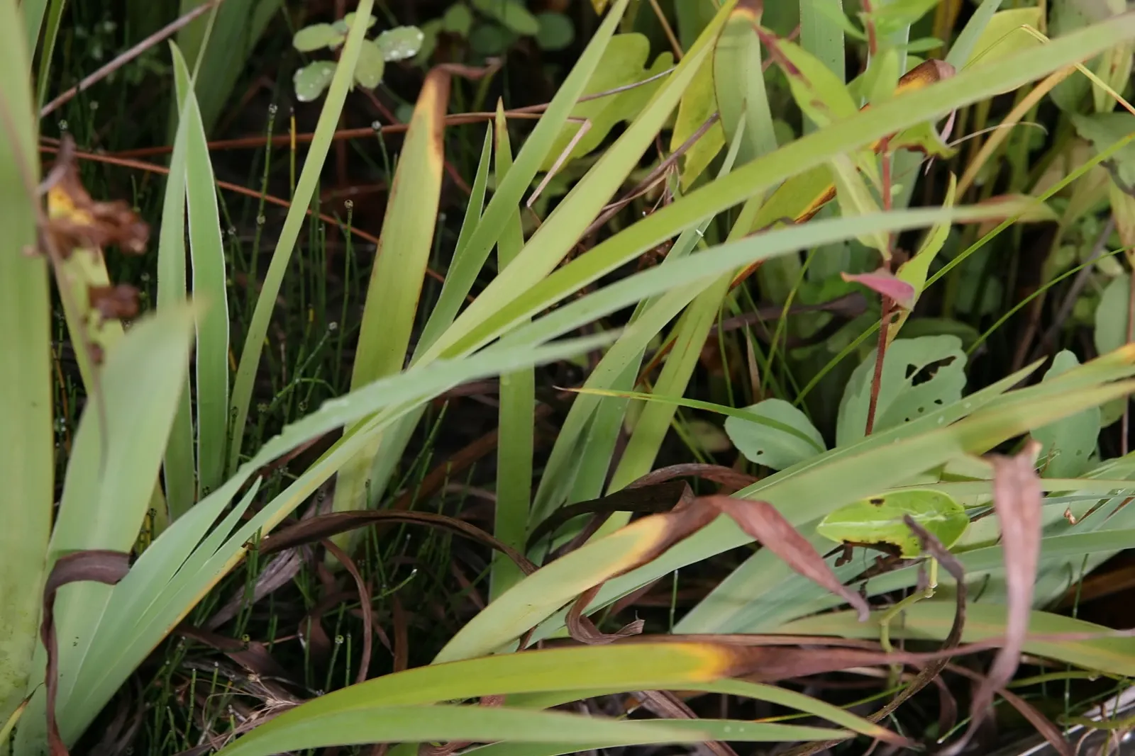 Blue Flag (Iris Versicolor) — The plant prefers full sun to partial shade