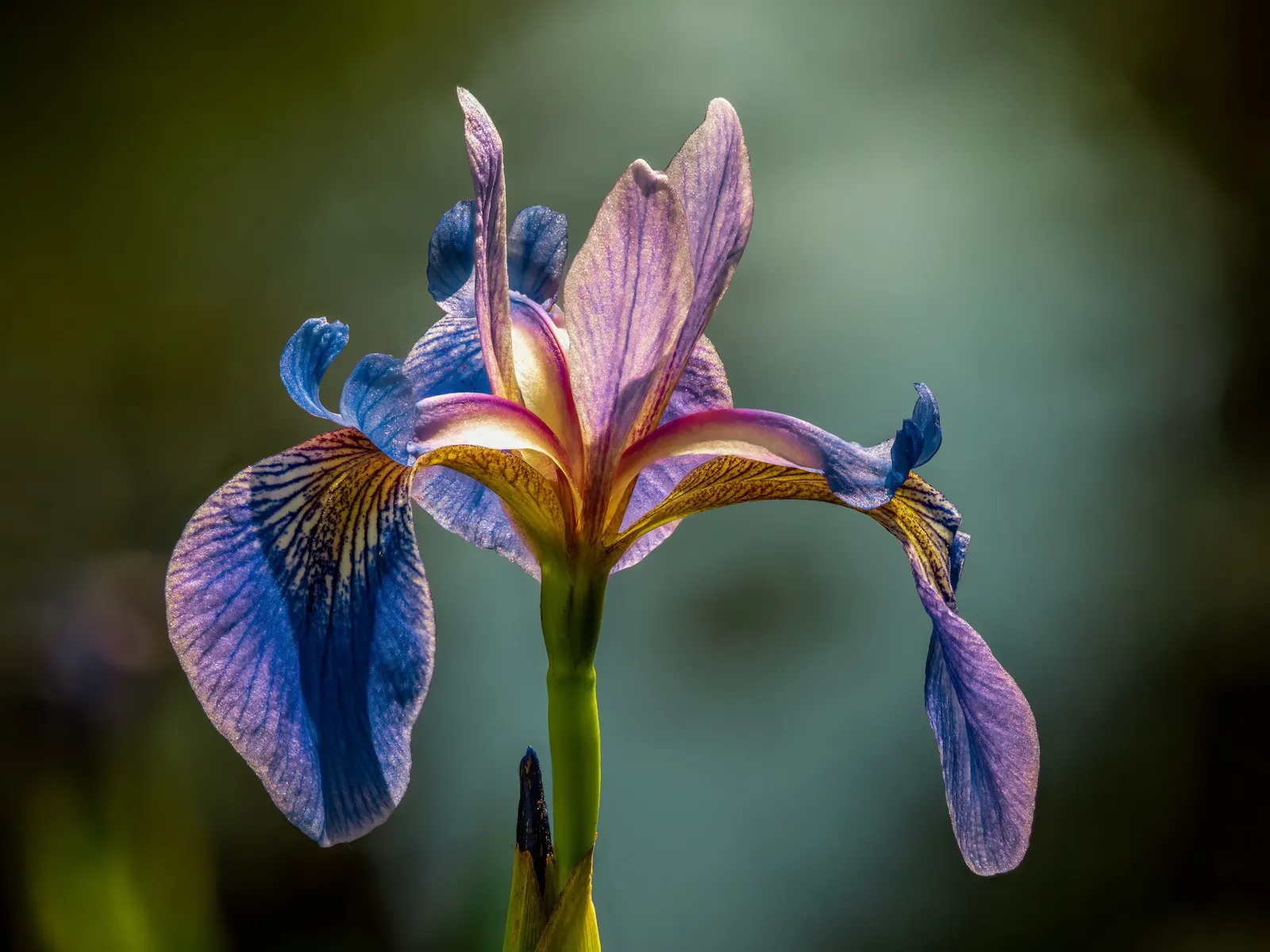 Blue Flag (Iris Versicolor) — This species is considered low-maintenance; iris versicolor, or Blue Flag, is a striking perennial native to North, image 97