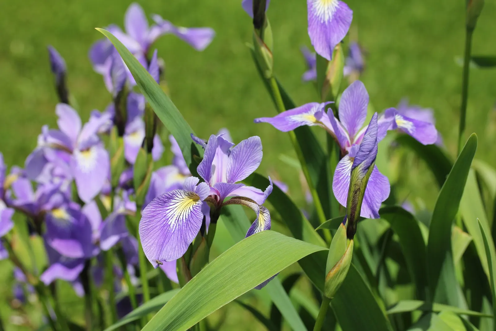 Blue Flag (Iris Versicolor) — Ideal for rain gardens and waterside plantings; scientifically known as Iris versicolor, image 55