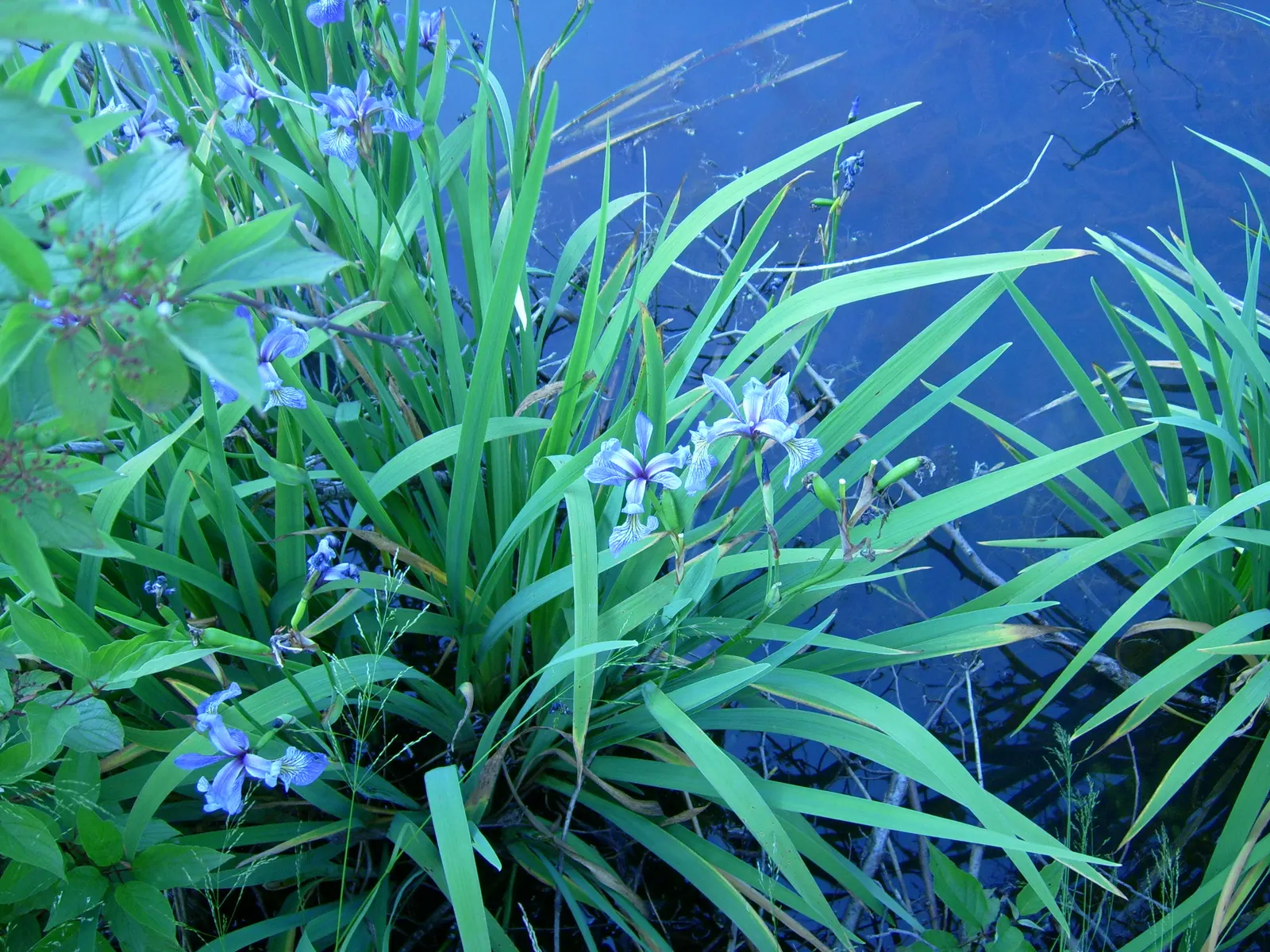 Blue Flag (Iris Versicolor) — perennial with blue and lavender and multi-colored blooms; it is adaptable to a variety of soil types, image 74