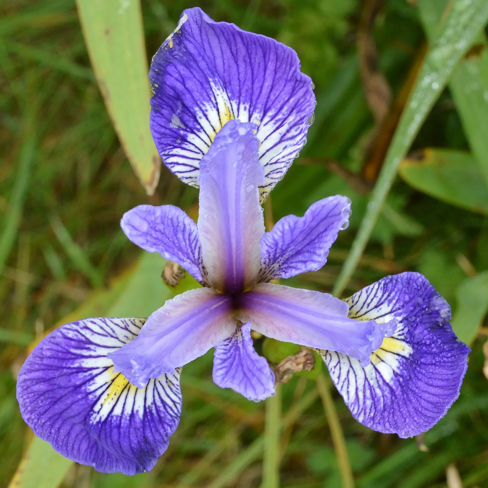 Blue Flag (Iris Versicolor) — making it an ideal choice for planting along pond edges or in naturalized wetland areas; with its striking, image 84